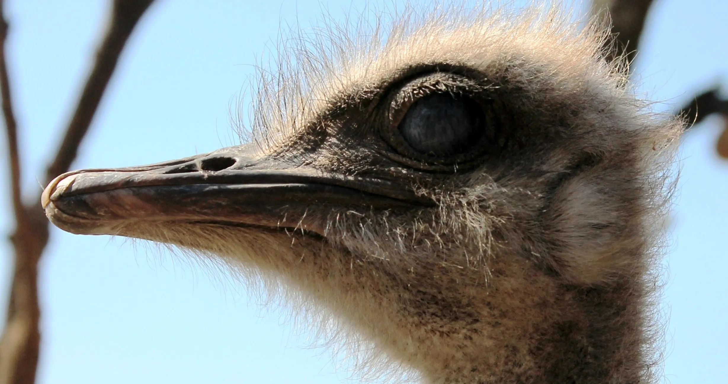 Ostriches Only