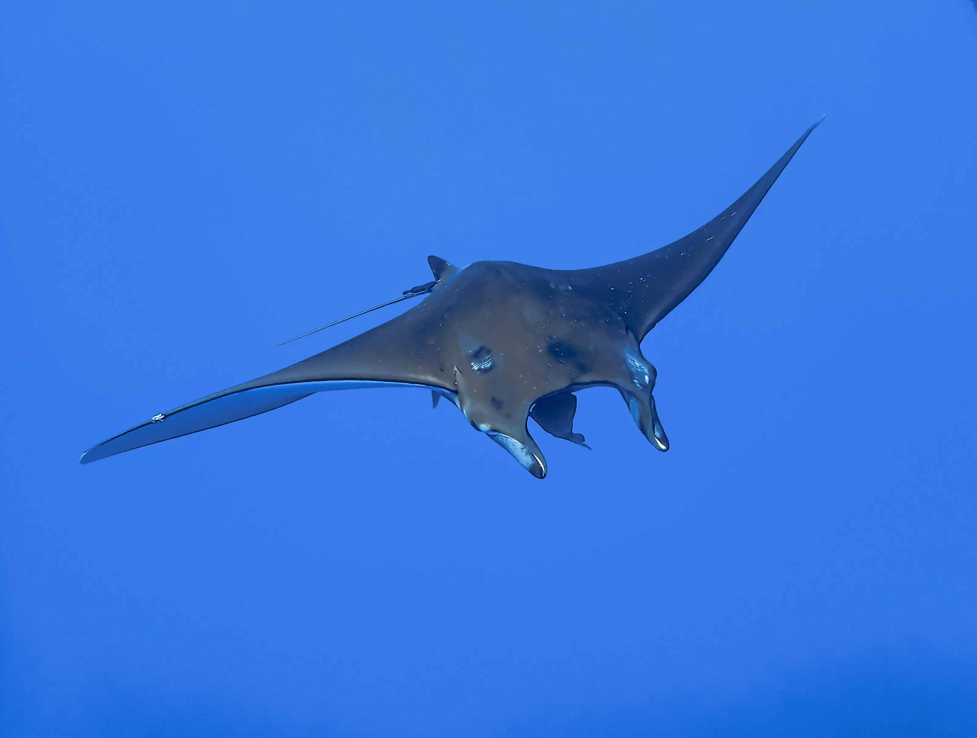 Rays (marine fish)
