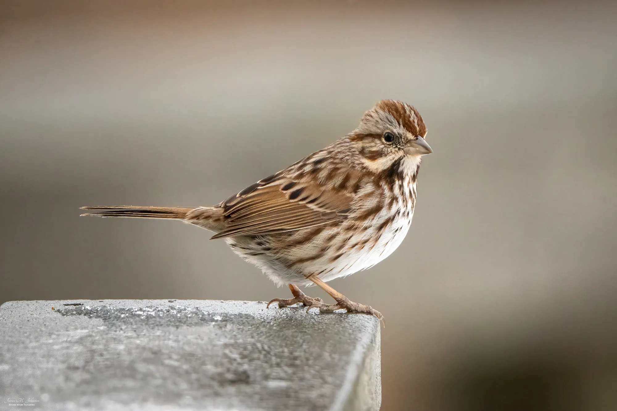 Sparrows