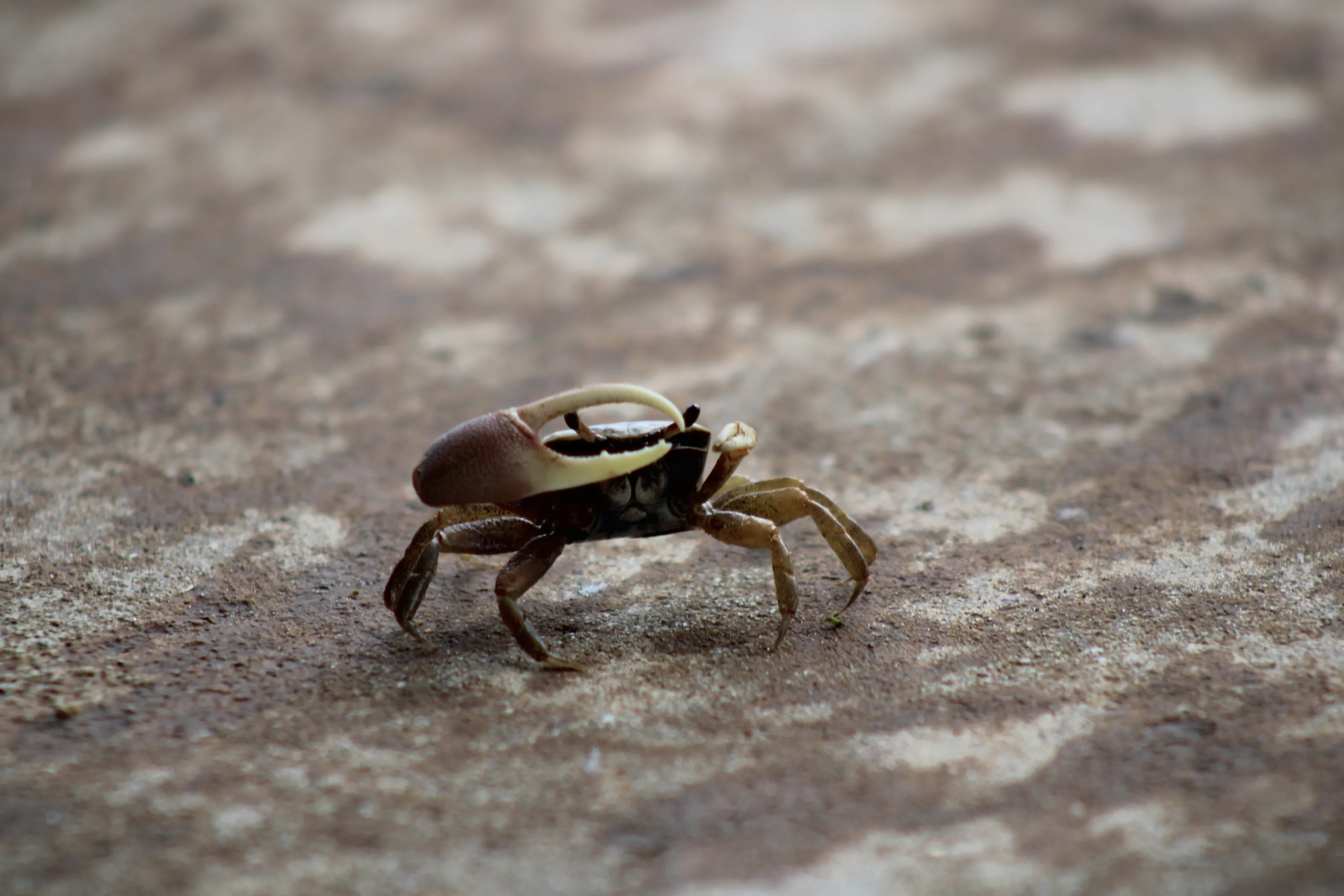 Crabs