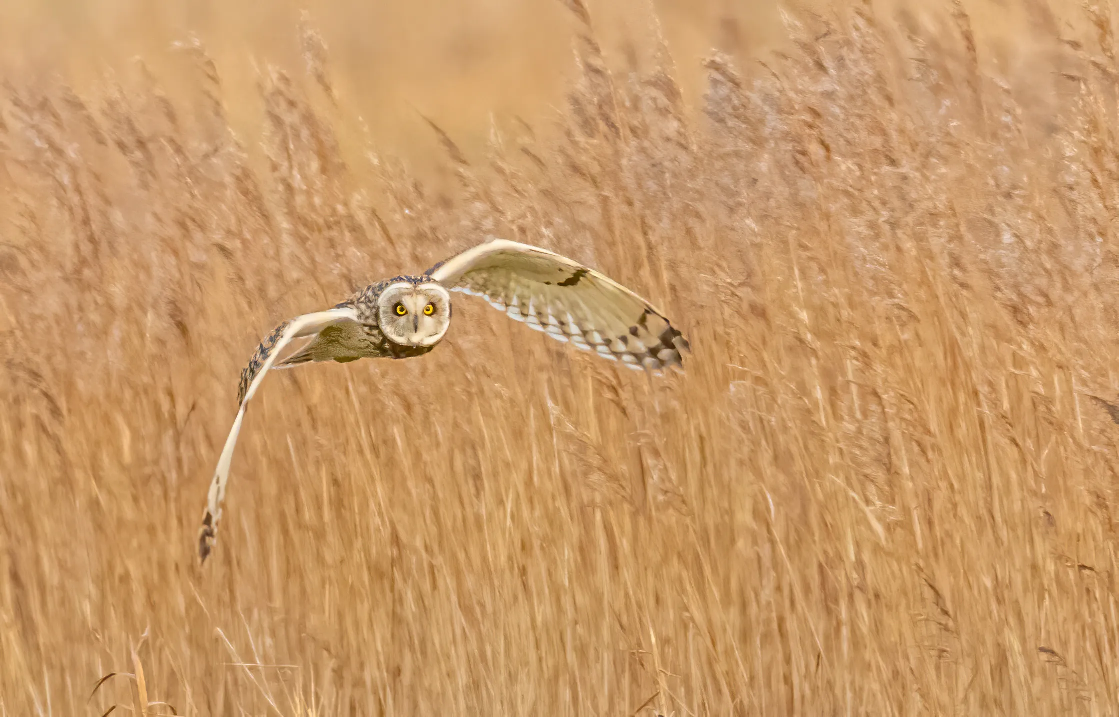 Owls in the Wild (no people)