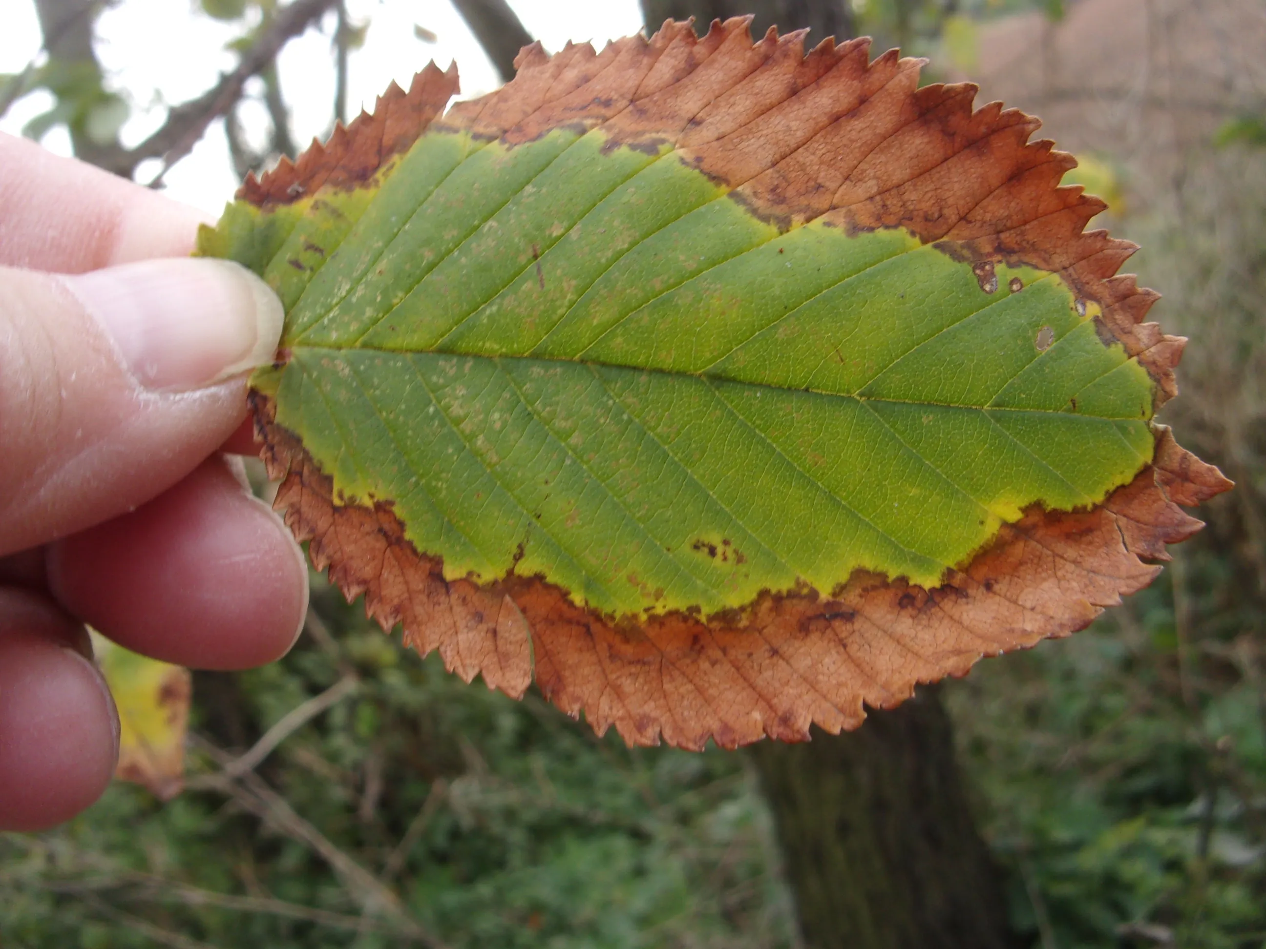 Leaves with a Range of Colours