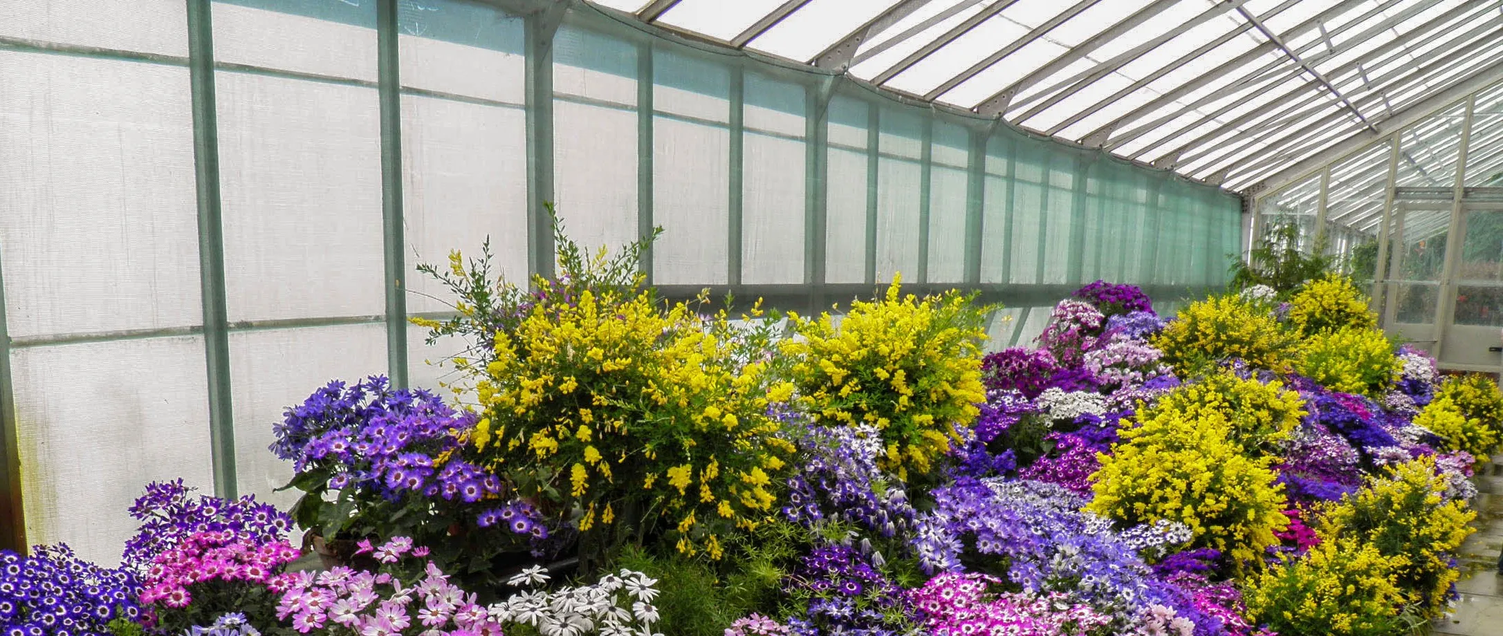 Flowers in a Glasshouse (in colour)