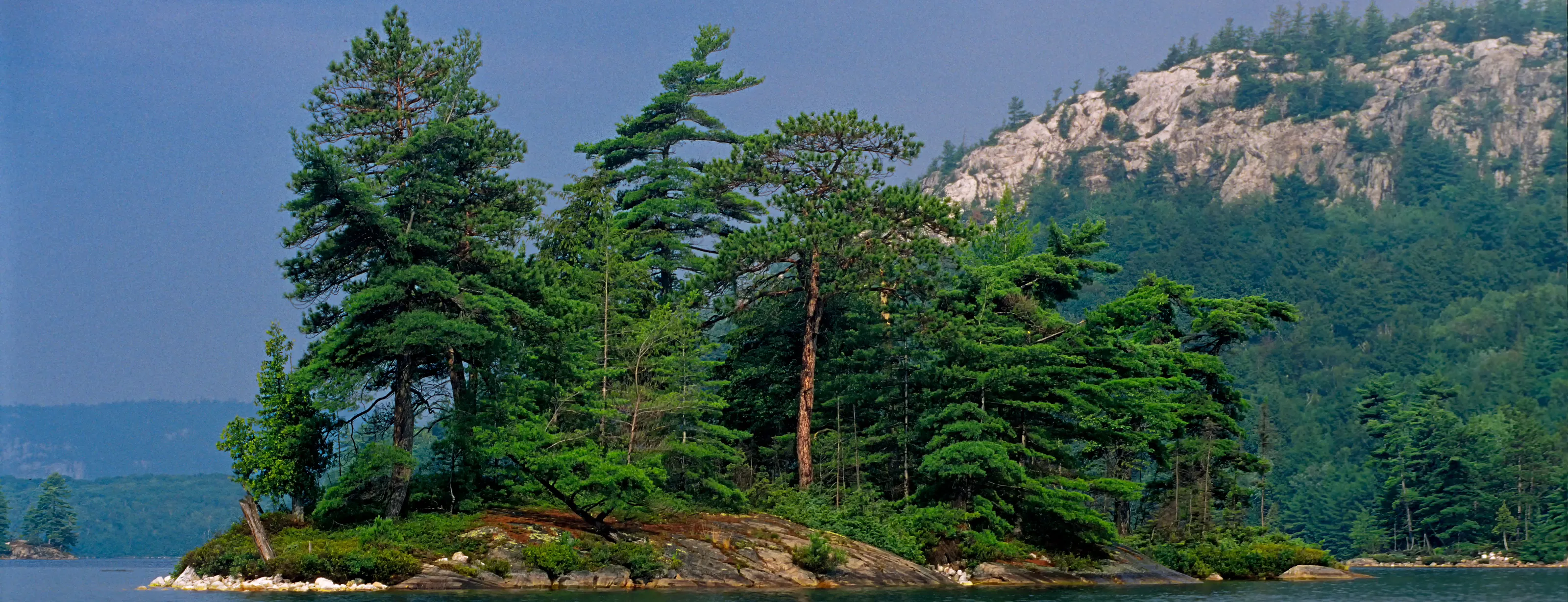 Pine Trees