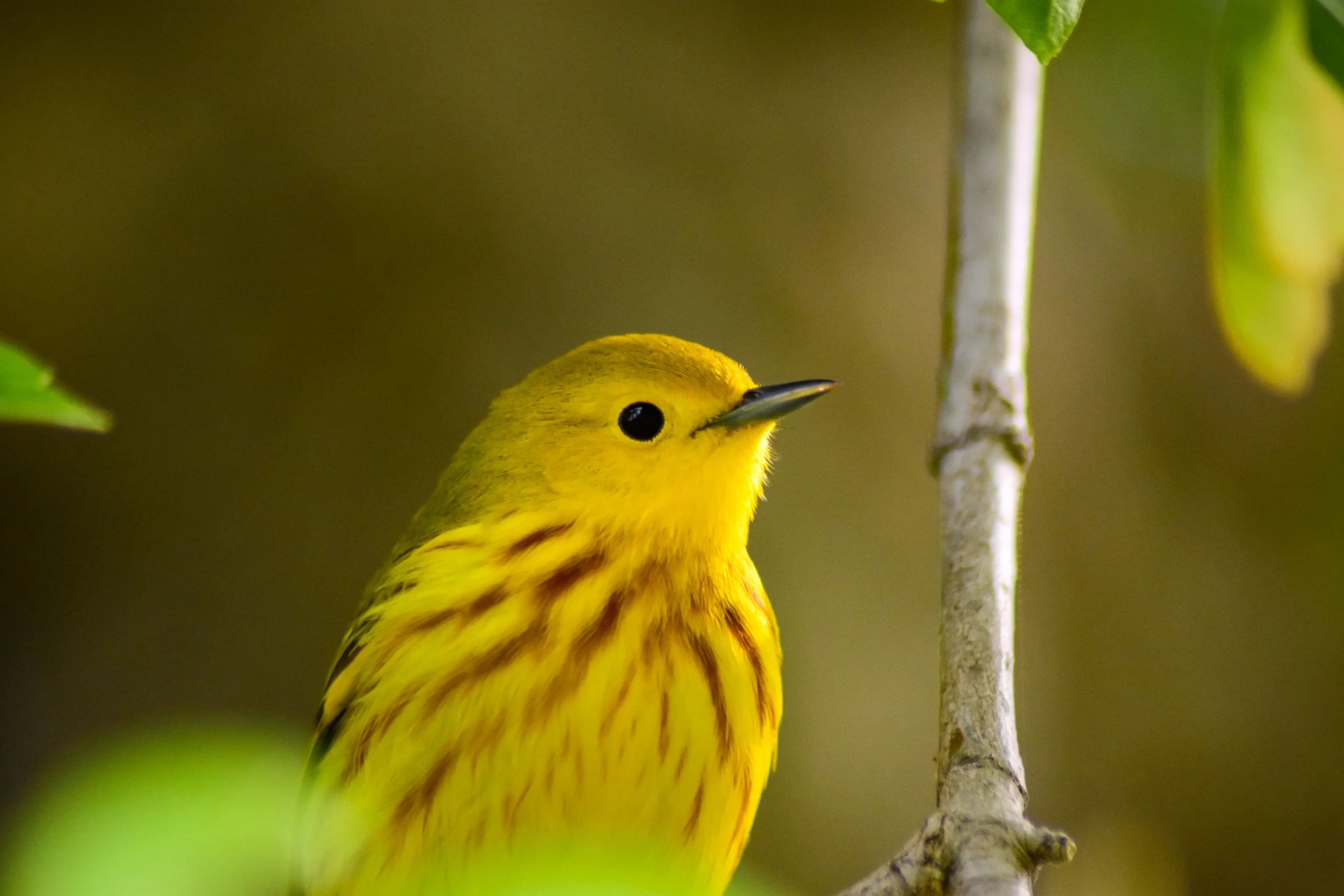 Bird Portraits with High Detail (in colour)