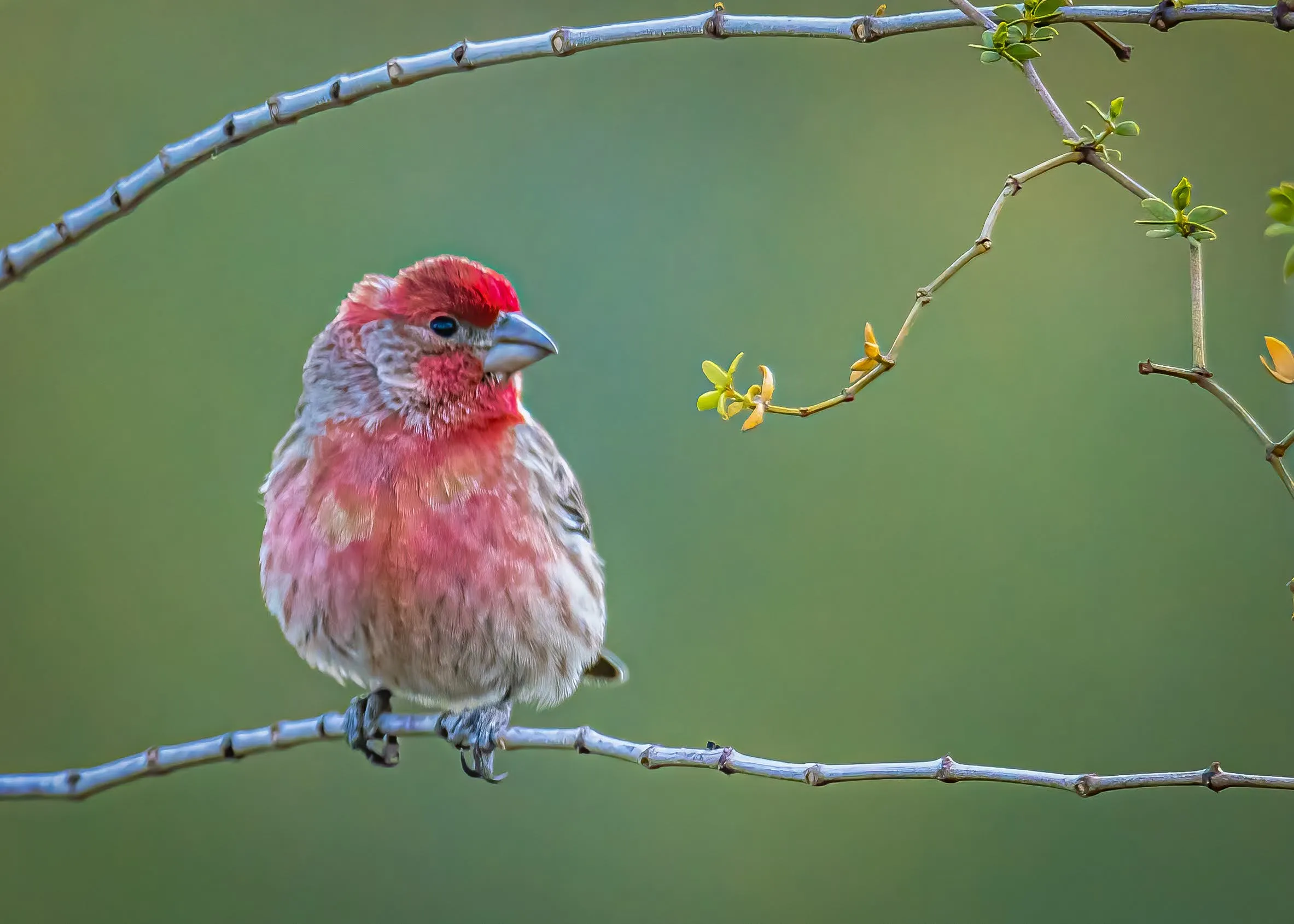 Bird Portraits (no people)
