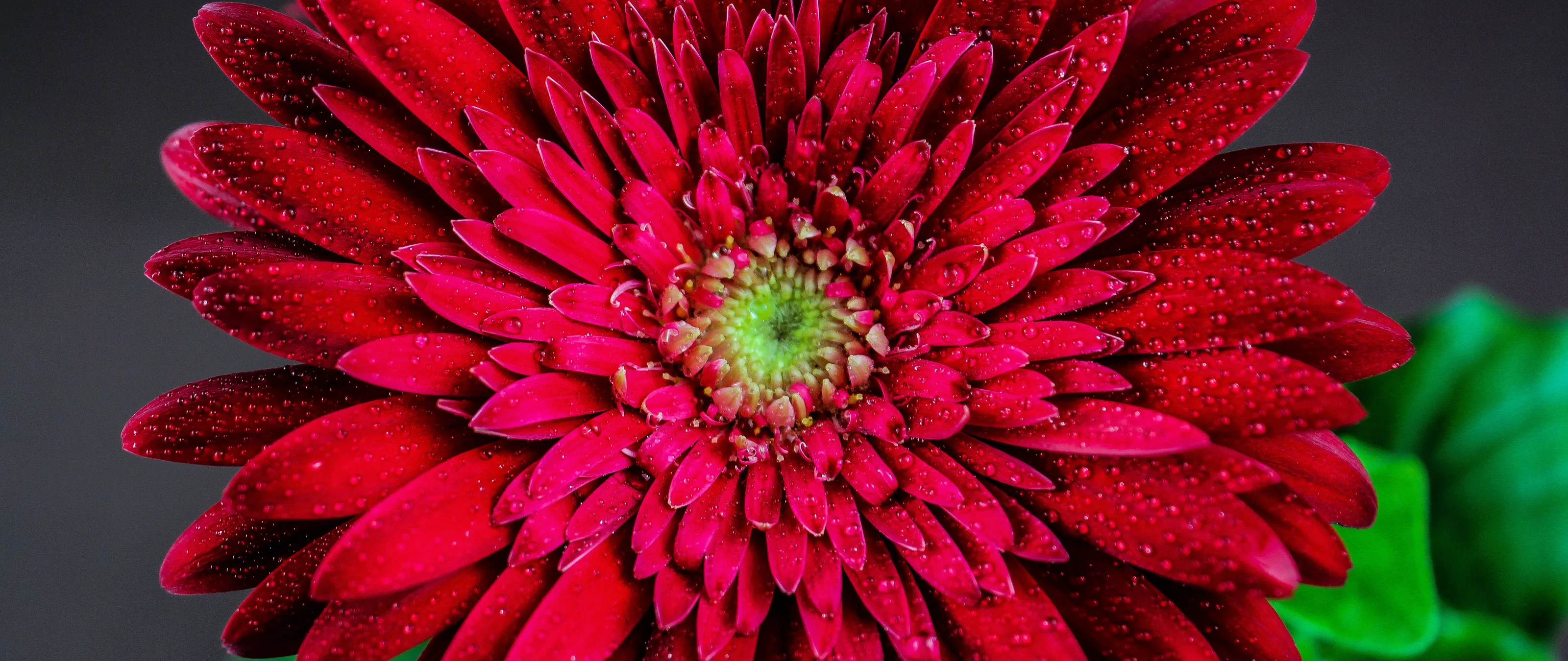 Water Droplets on Flowers