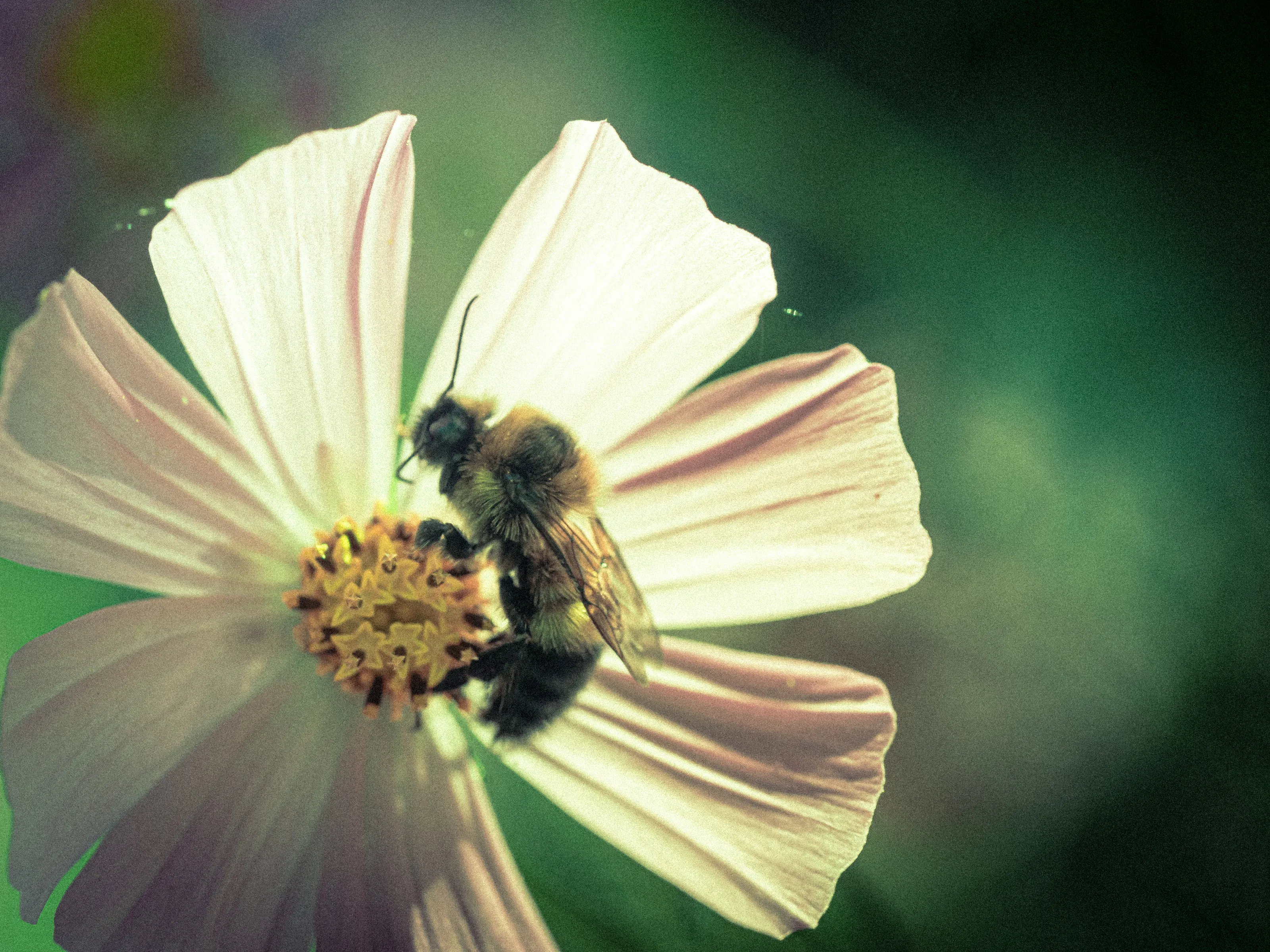 Insects on Flowers (in colour)