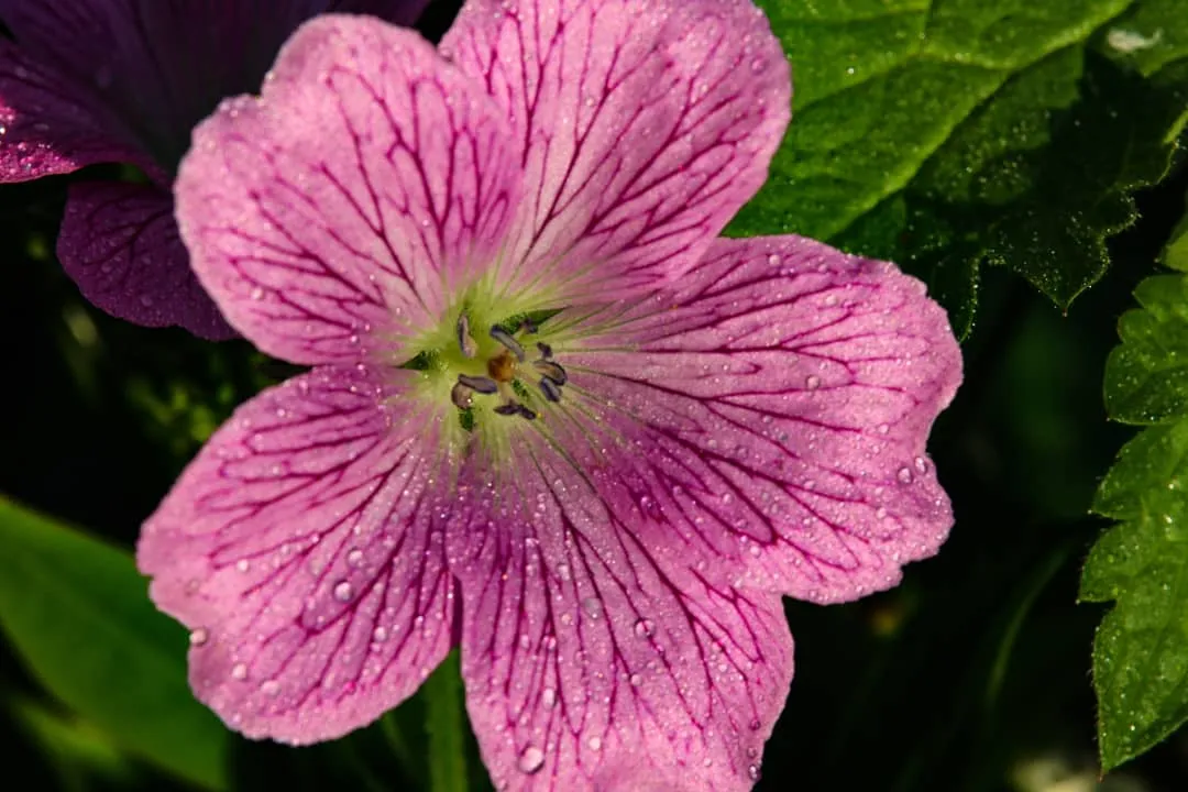 Geraniums Outdoors (no insects or people)