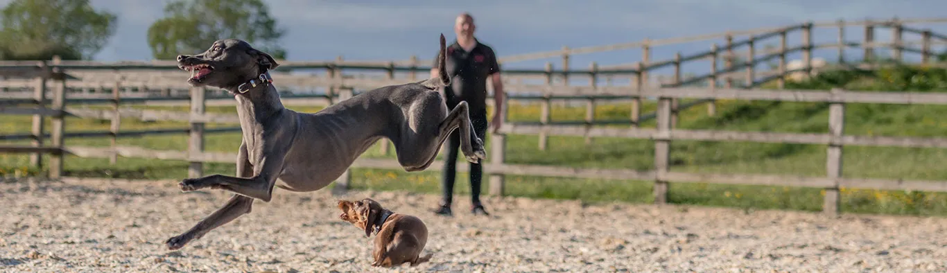 Dogs Having Fun
