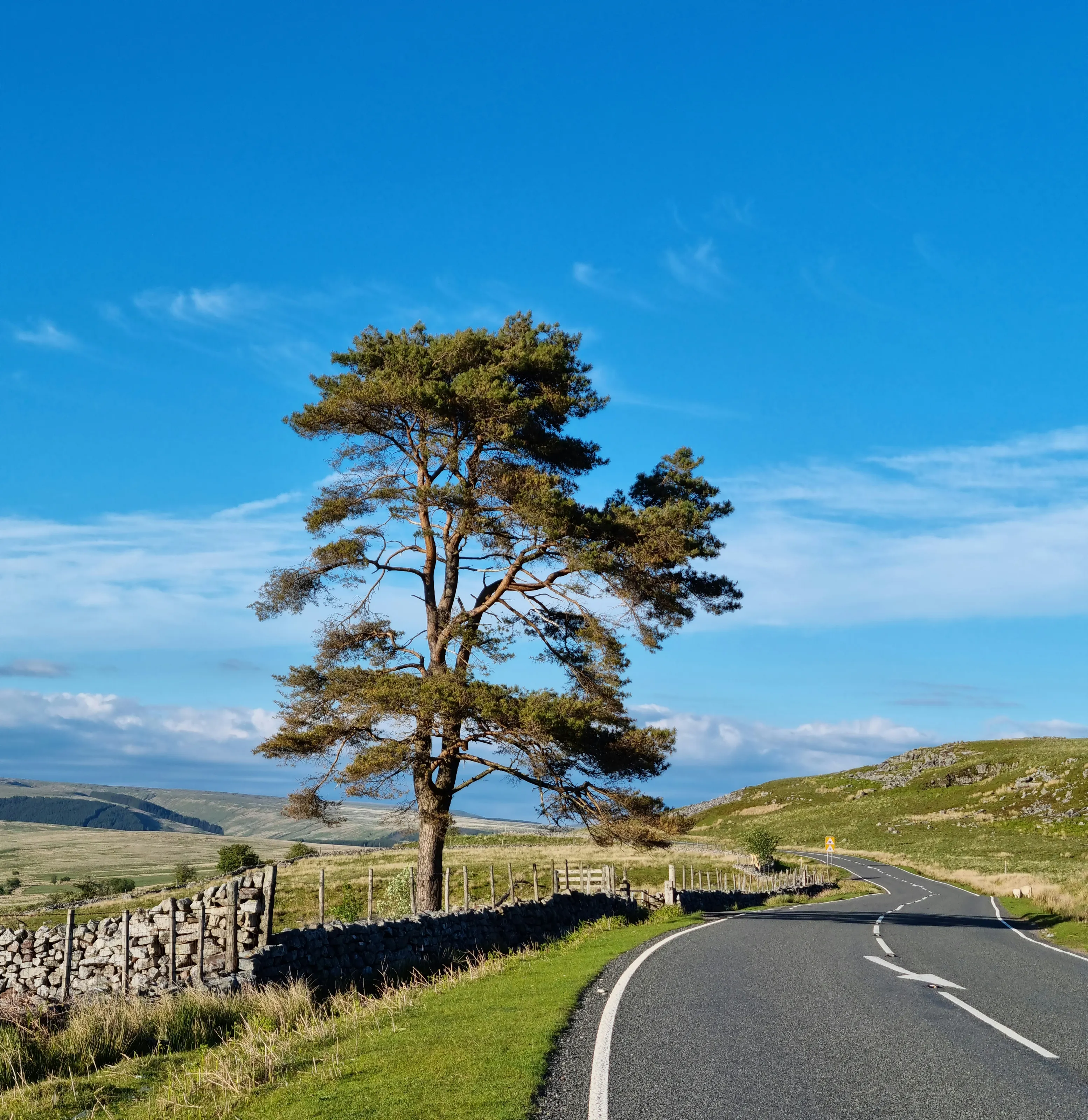 A Single Tree