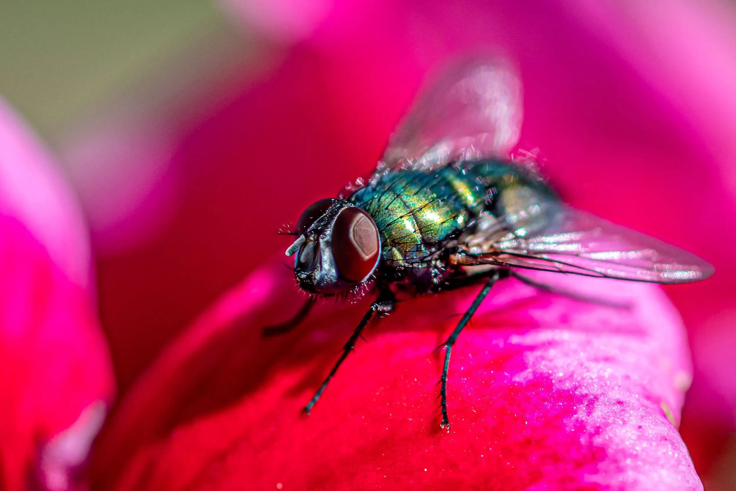 The Fly
