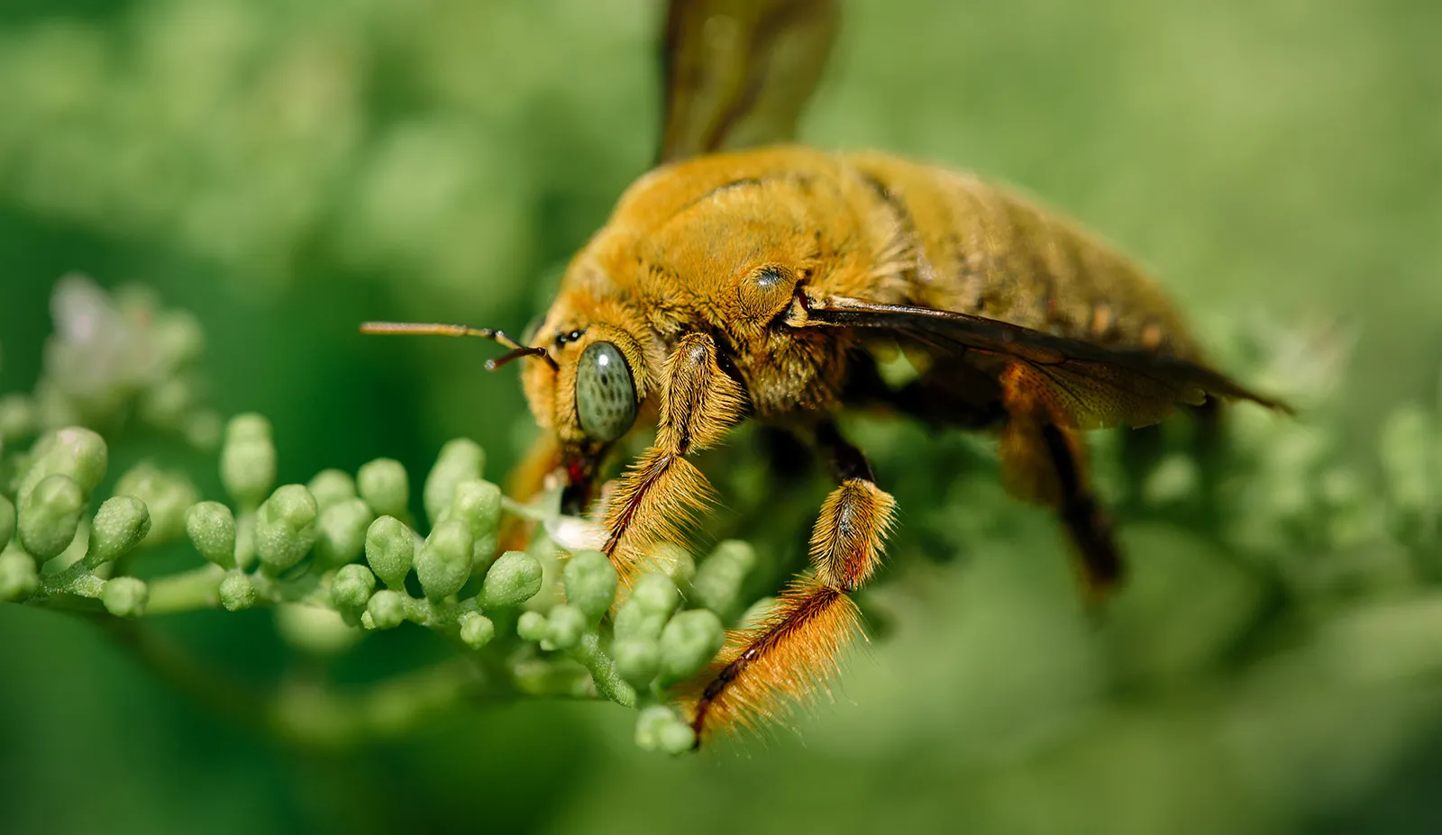Macro Garden Safari