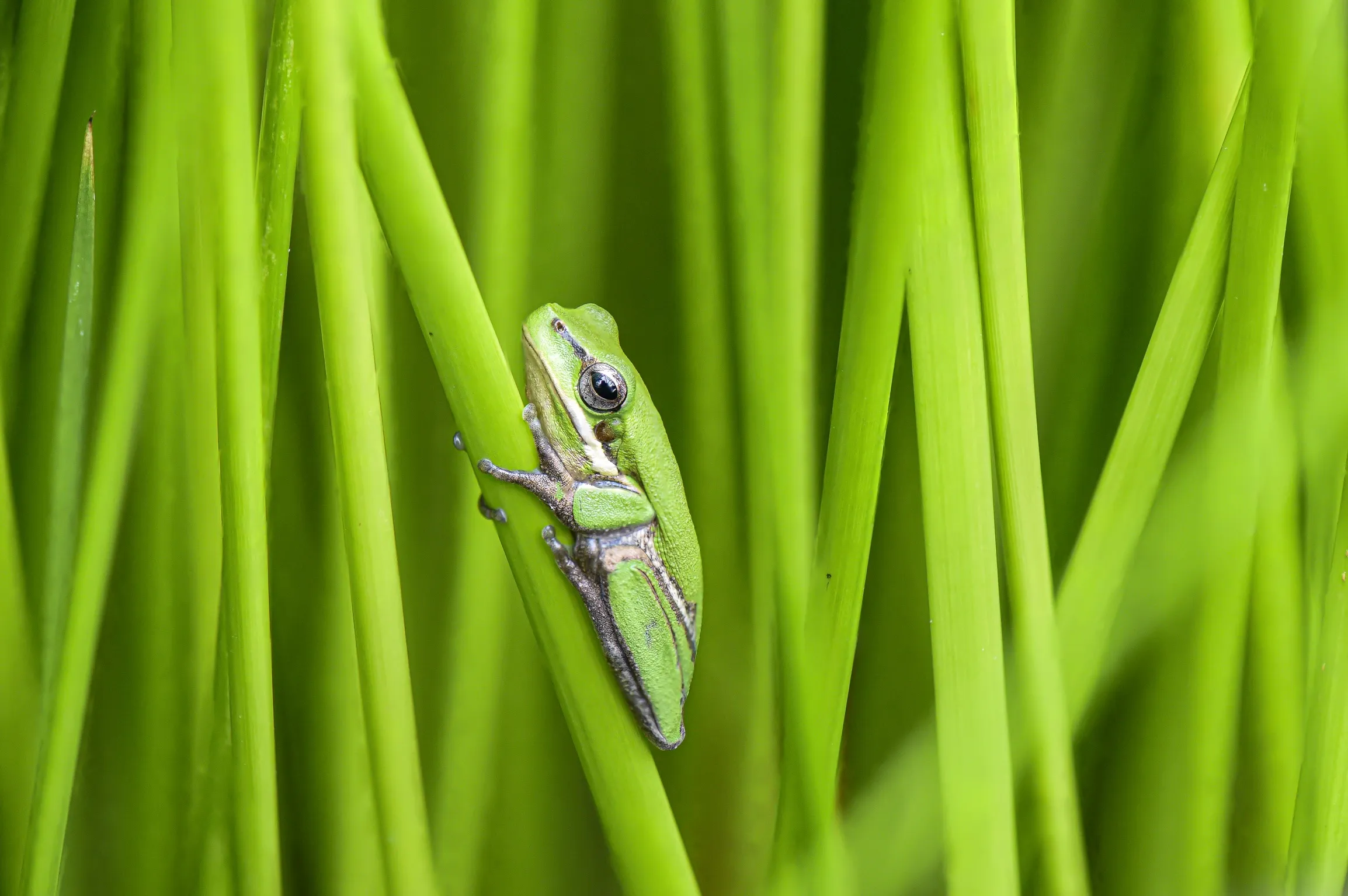 All Green