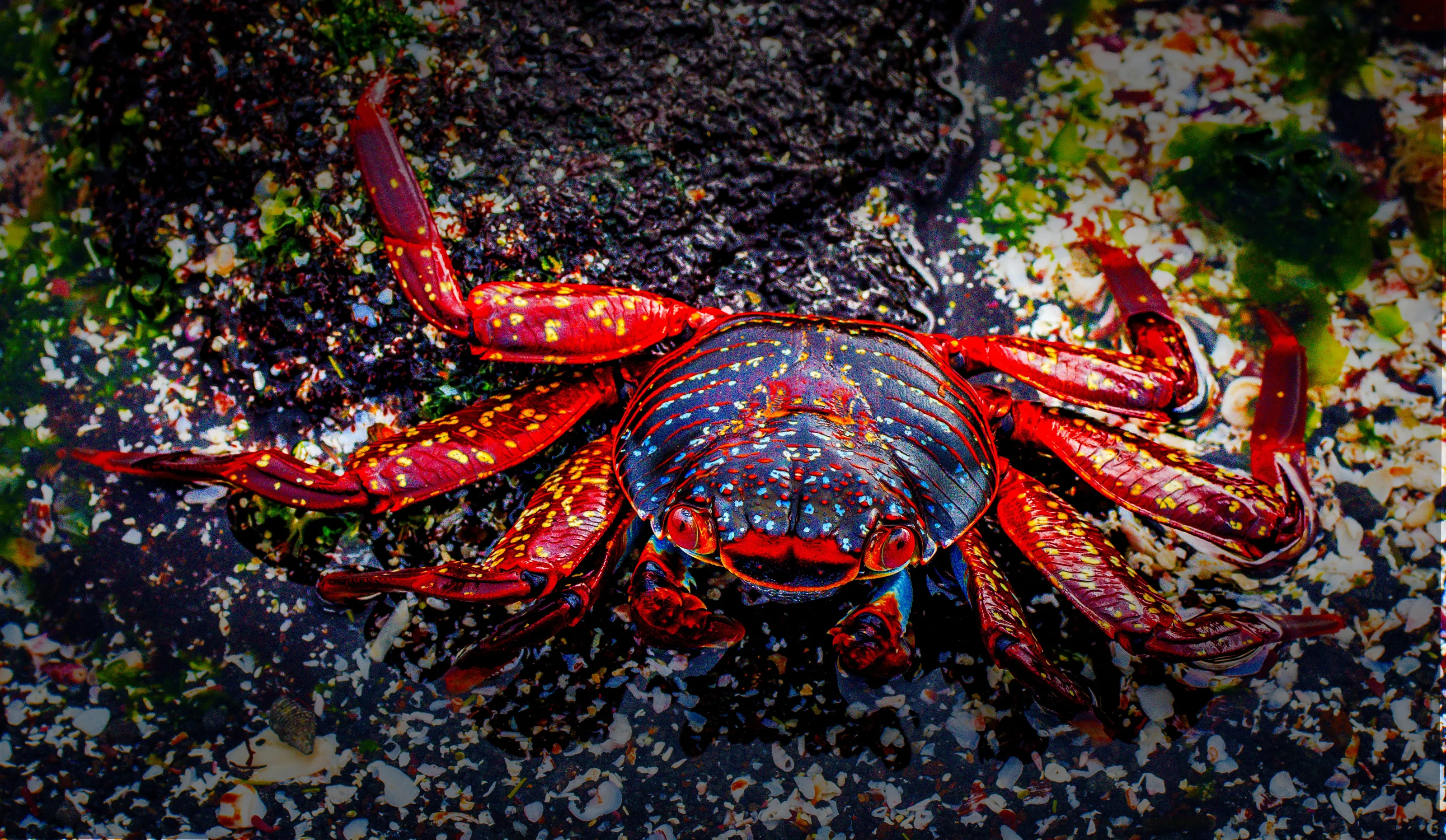 Crustaceans