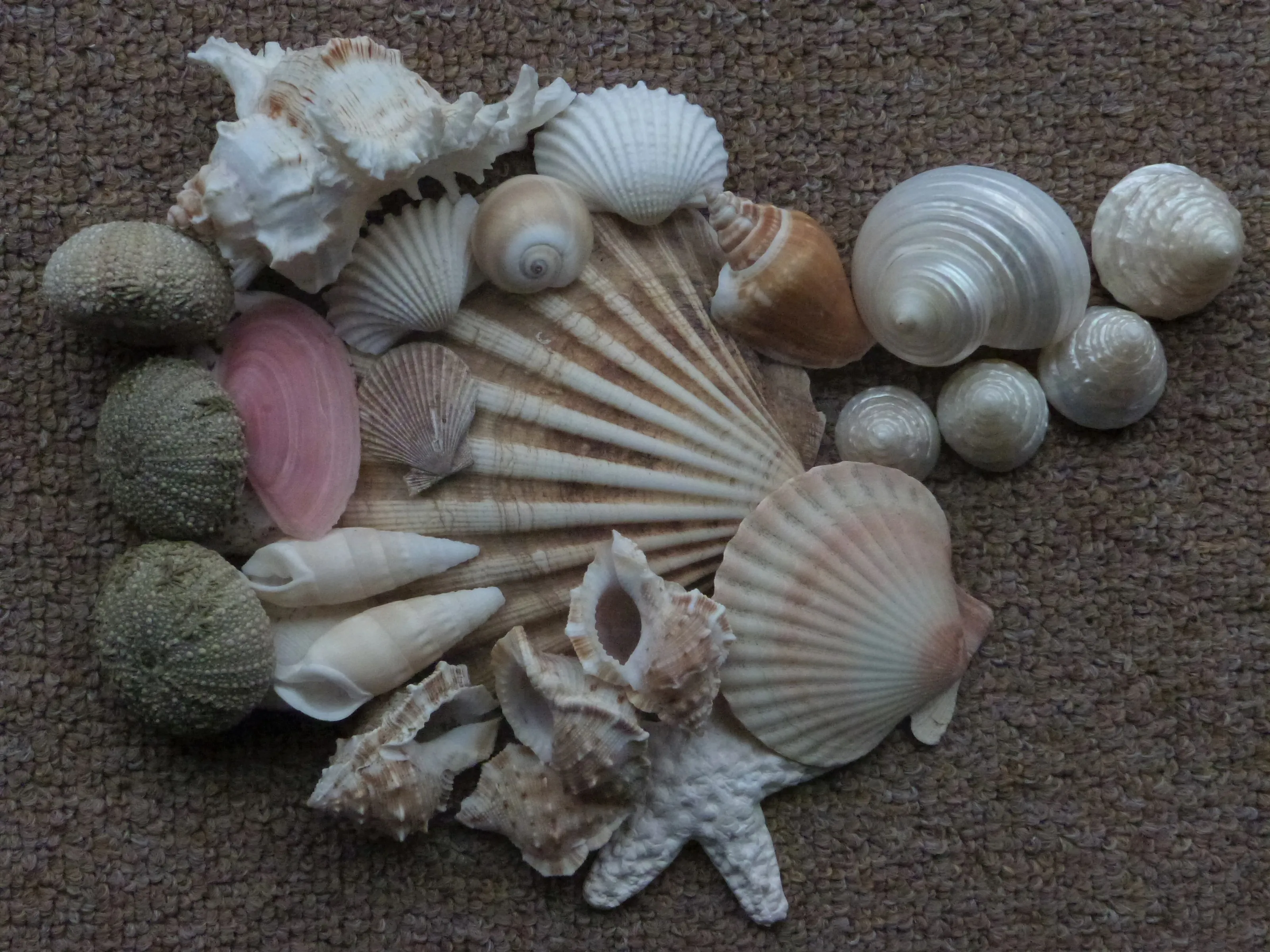Empty Mollusc Shells