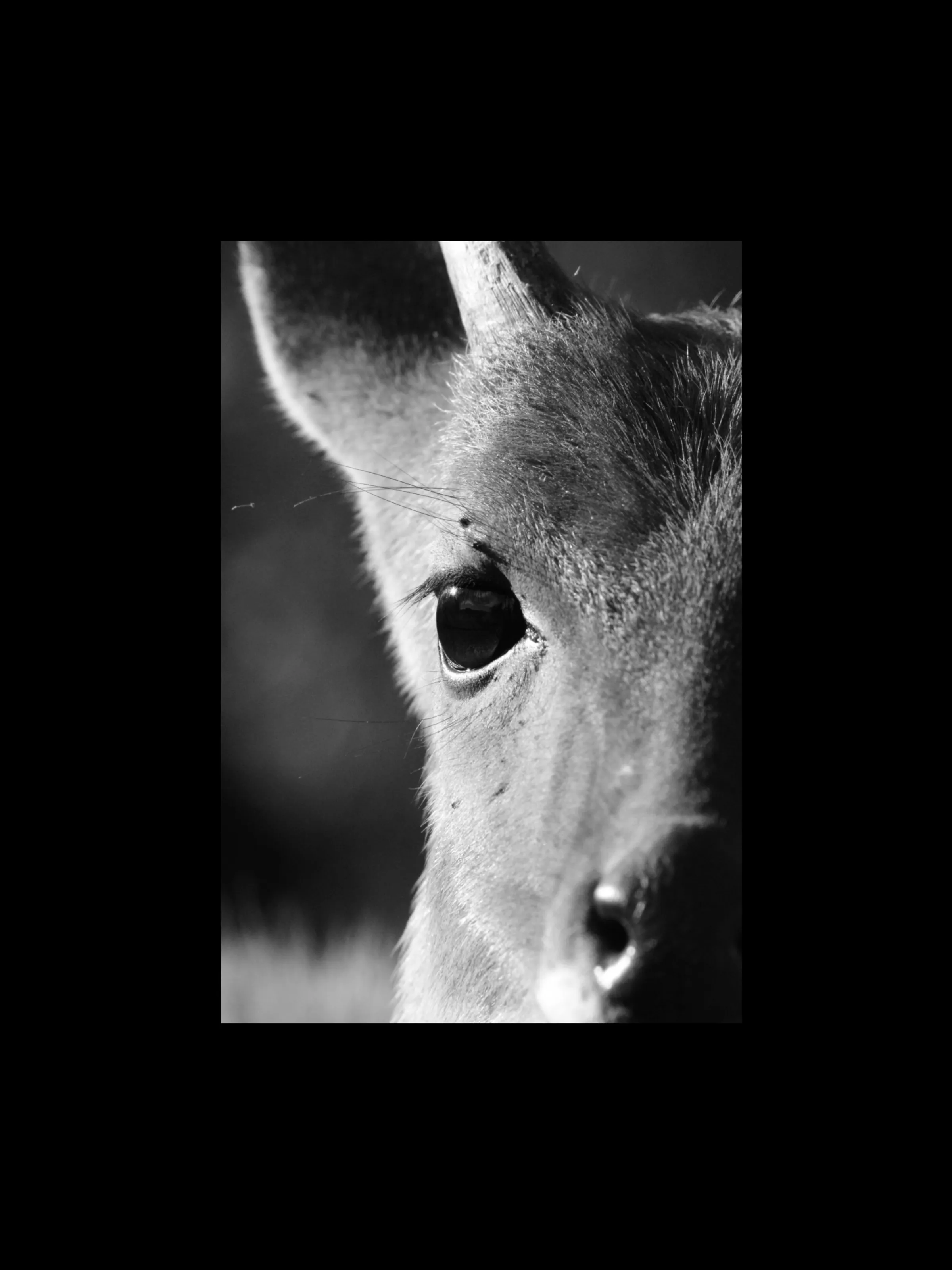 Animal Faces