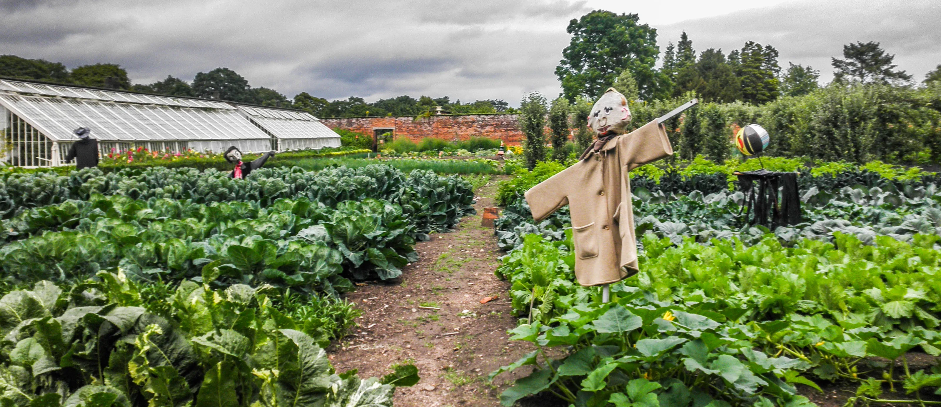 Scarecrows in Colour (not bonfire guys)
