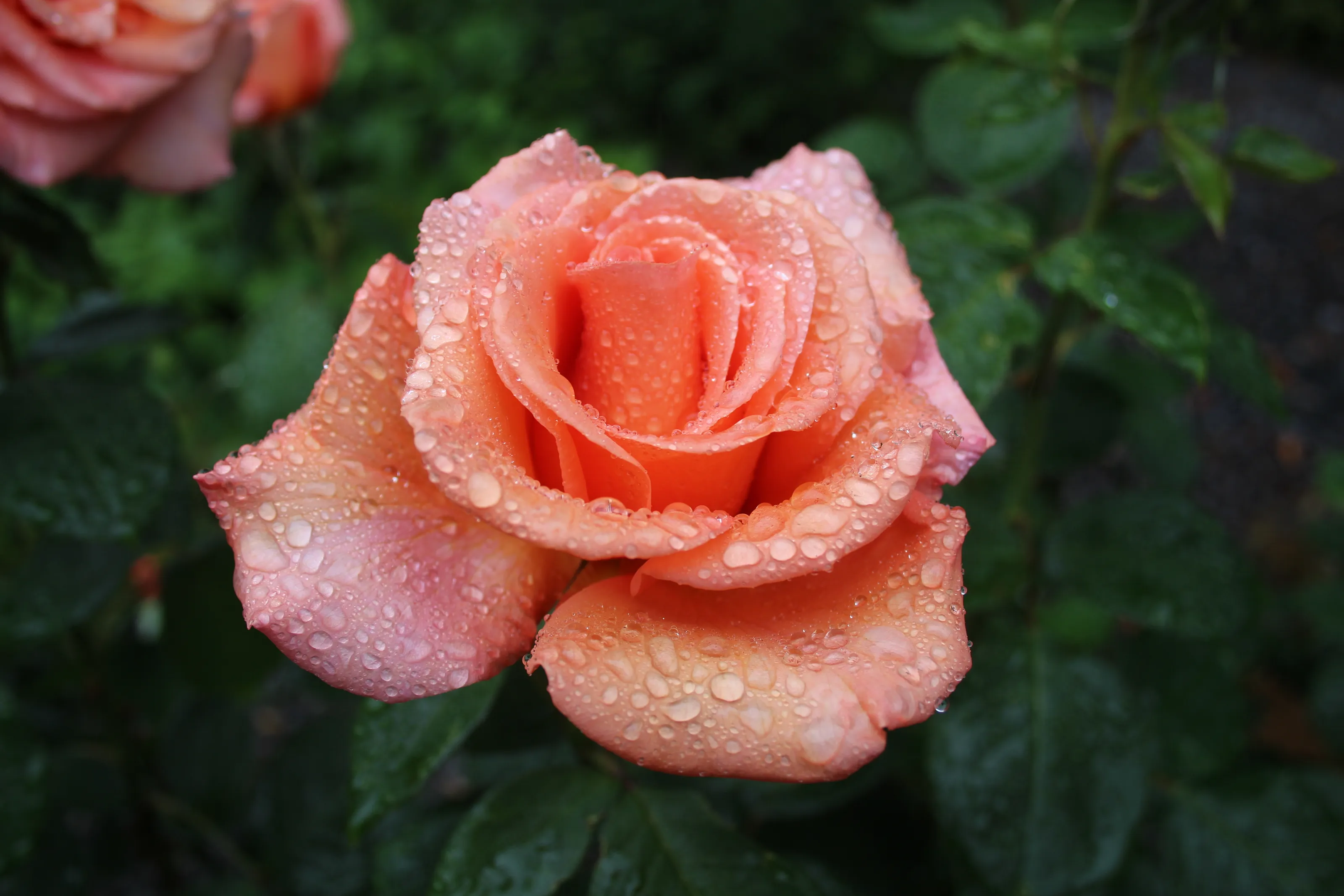 Coloured Roses (Not Red) Still Growing