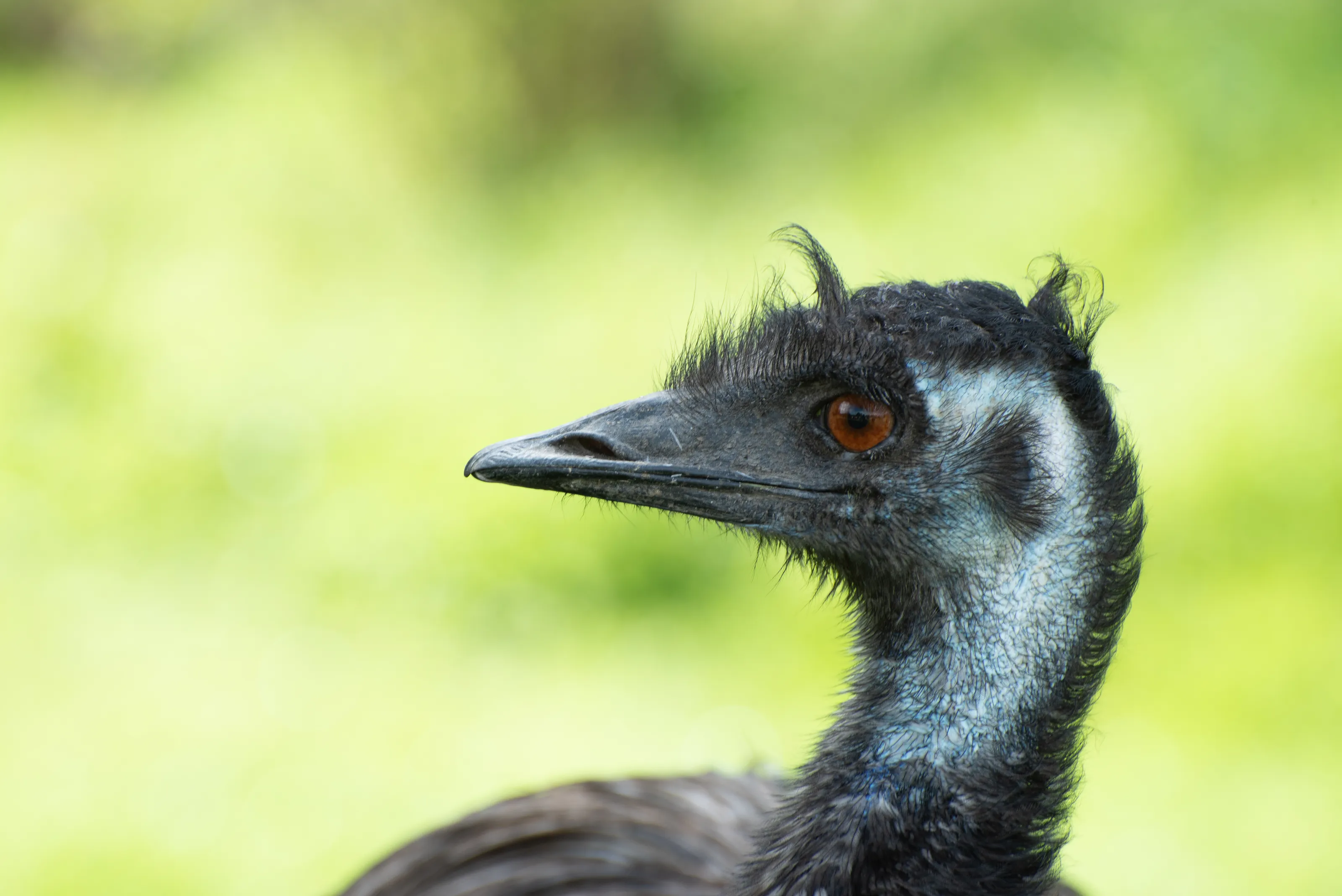 Emus (no people)