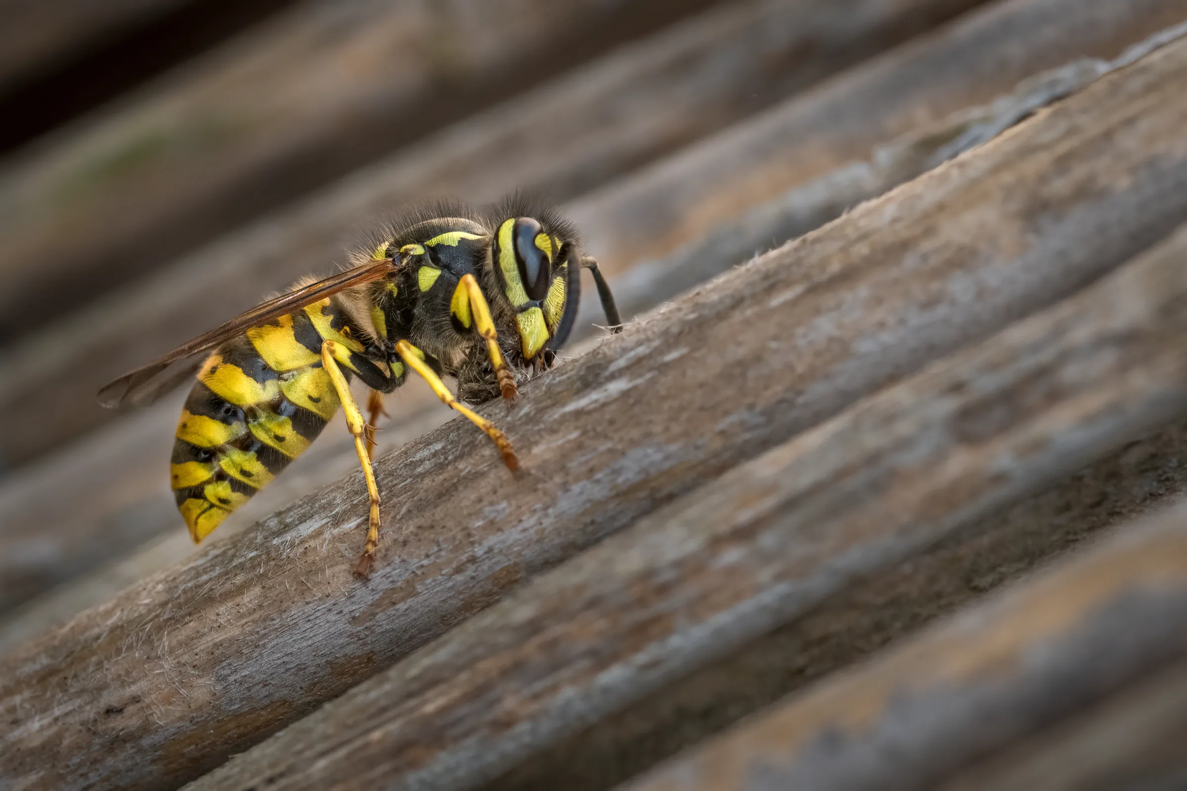 Wasps