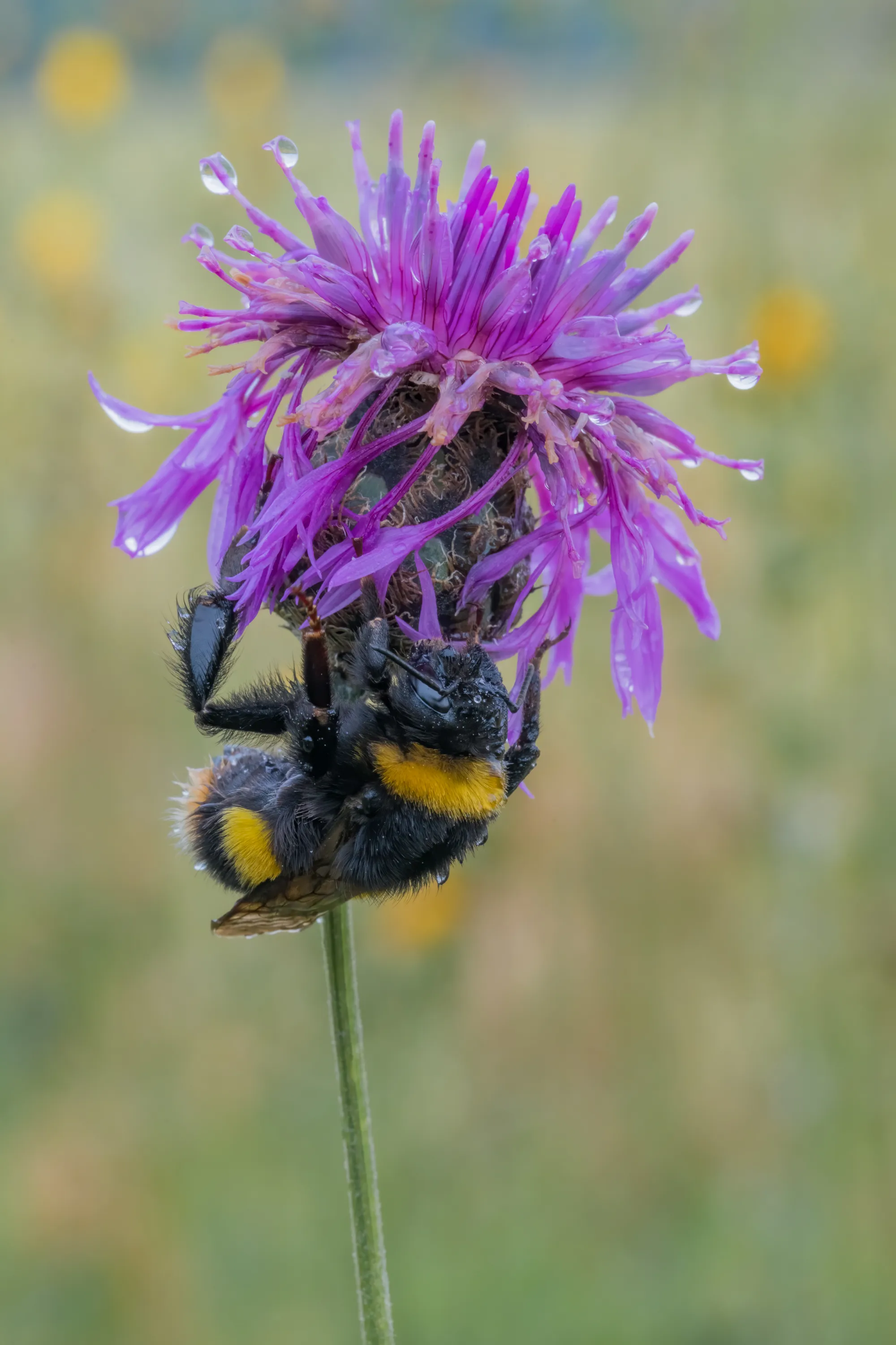 Insects on a Single Flower