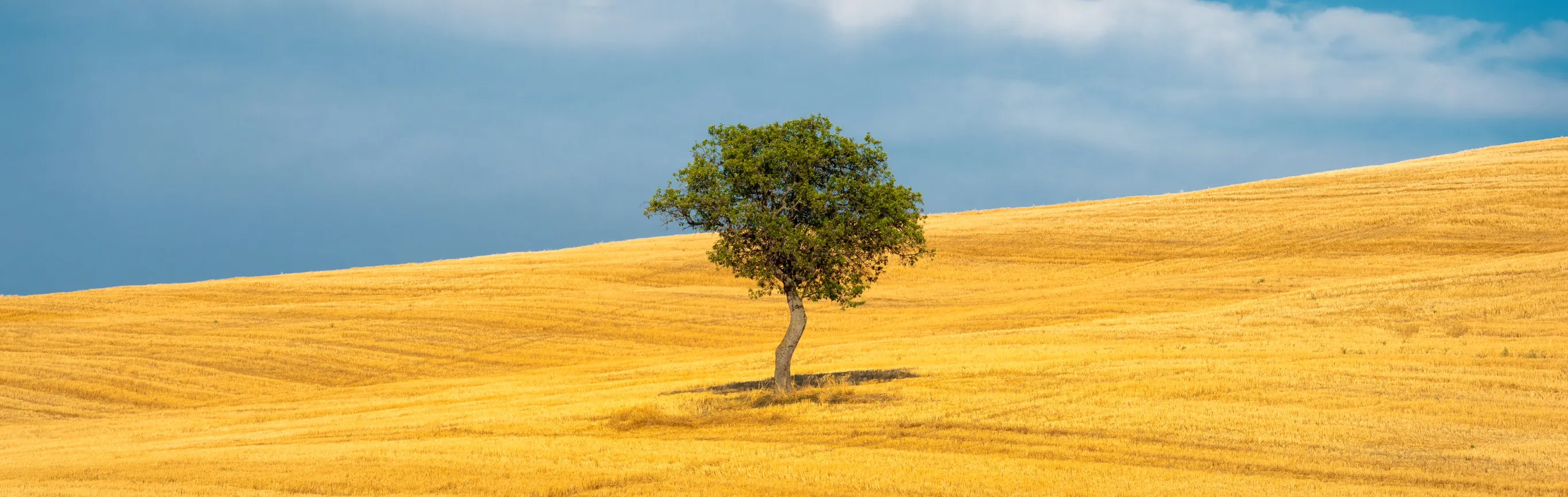Sense of Summer