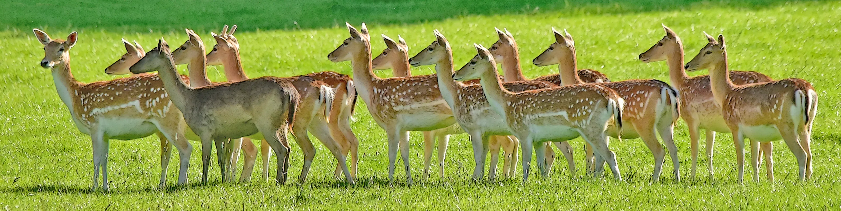 Animals in a Line (no people)