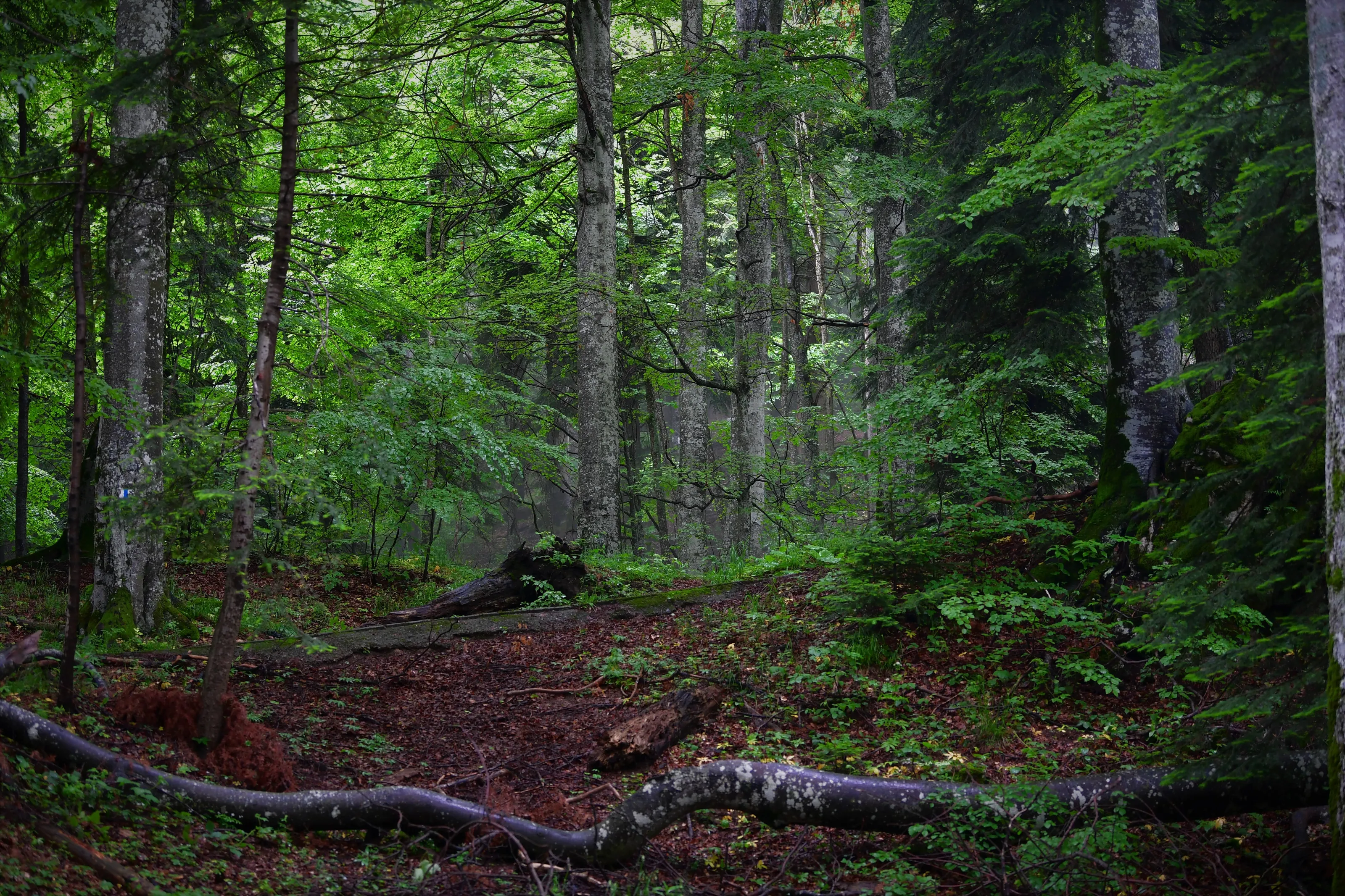 Enchanted Forests