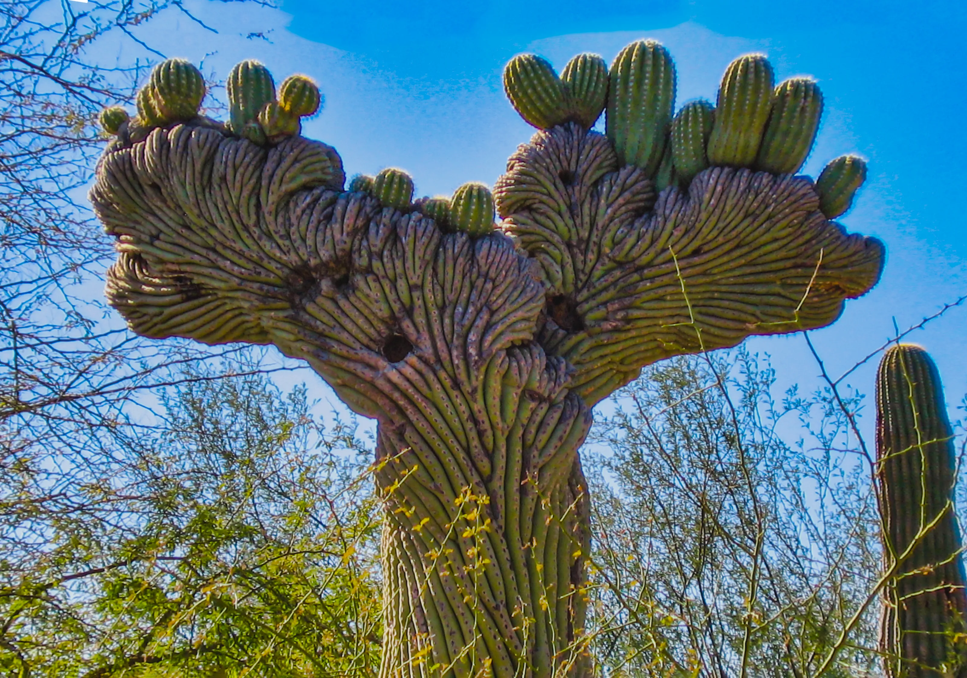 Saguaro Cactus