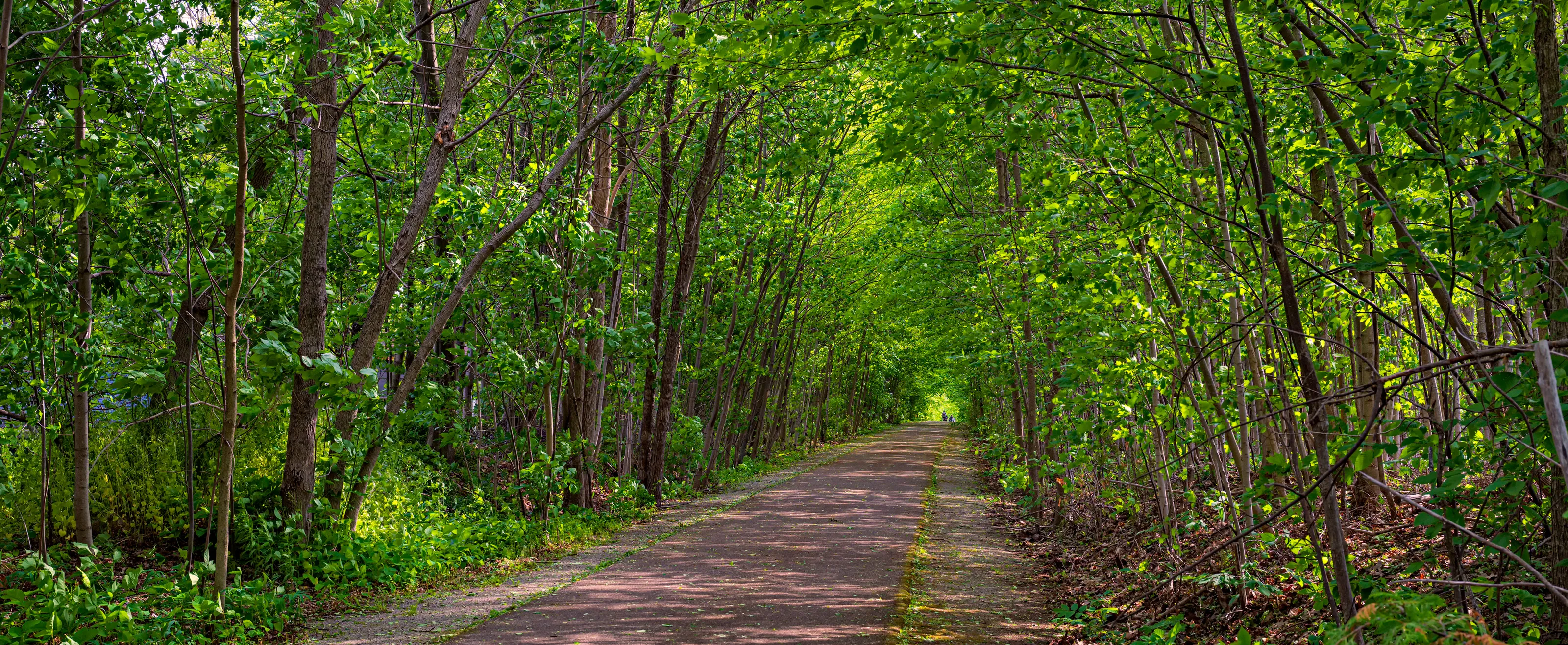 Paths, Trails and Roads Under a Tree Canopy