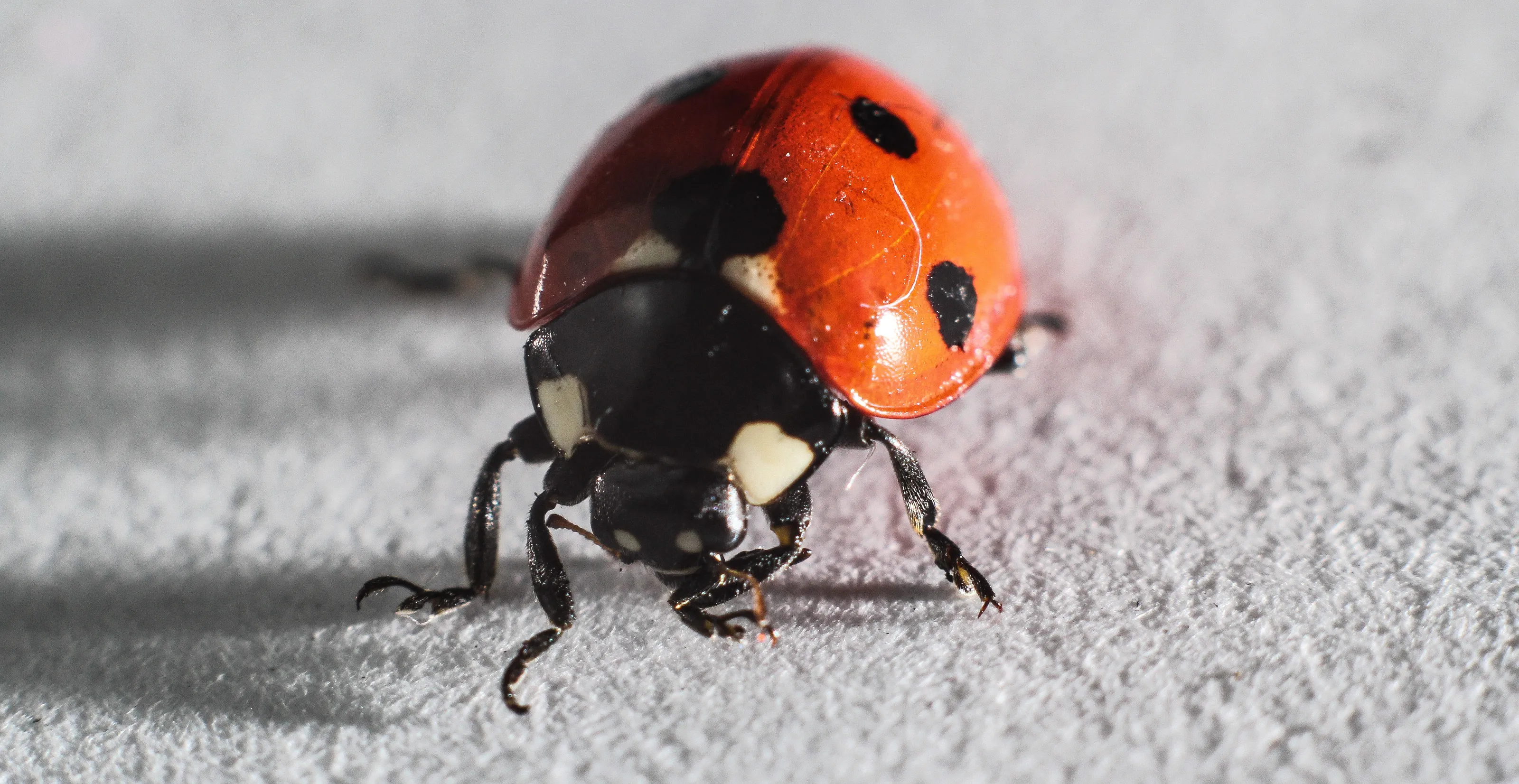 Ladybirds