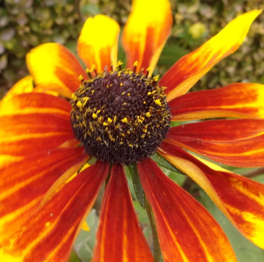 One Flower with Multiple Colours