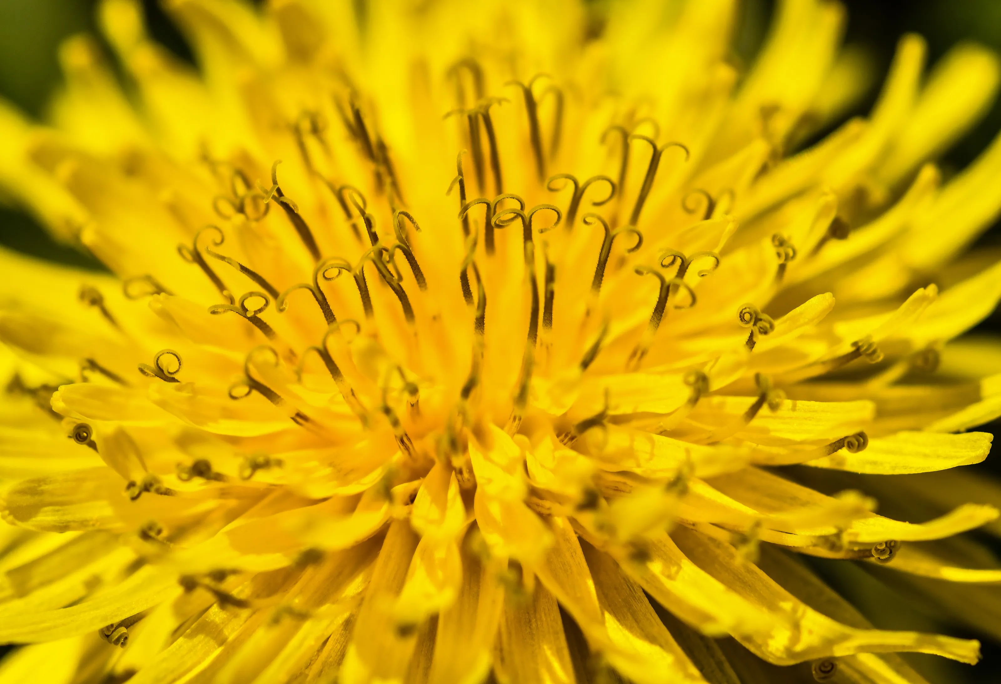 One Single Flower Filling the Frame (in colour)