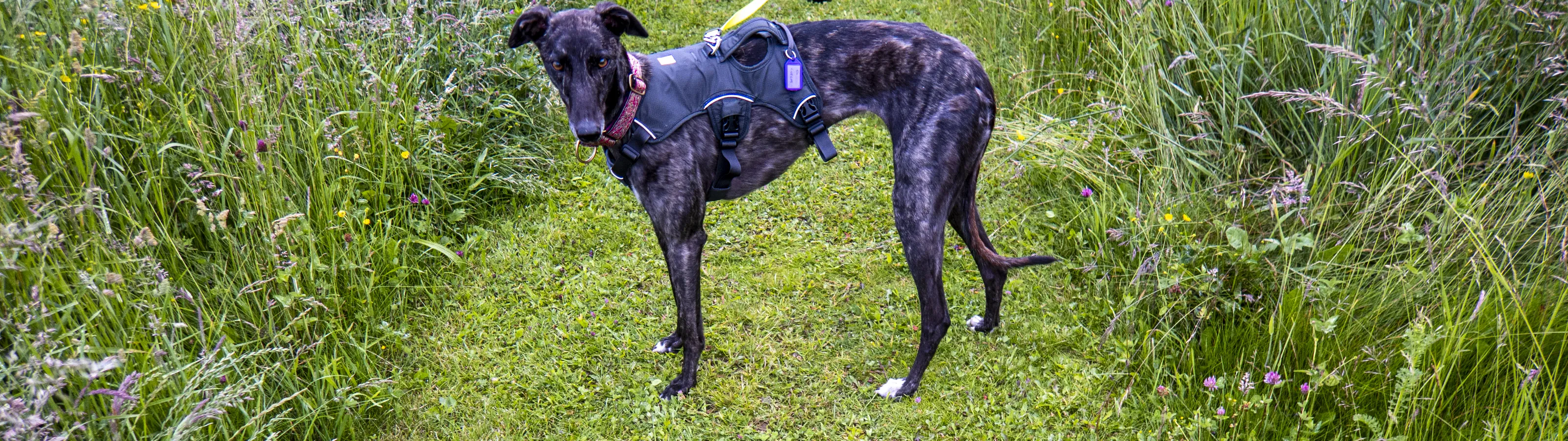 Greyhounds