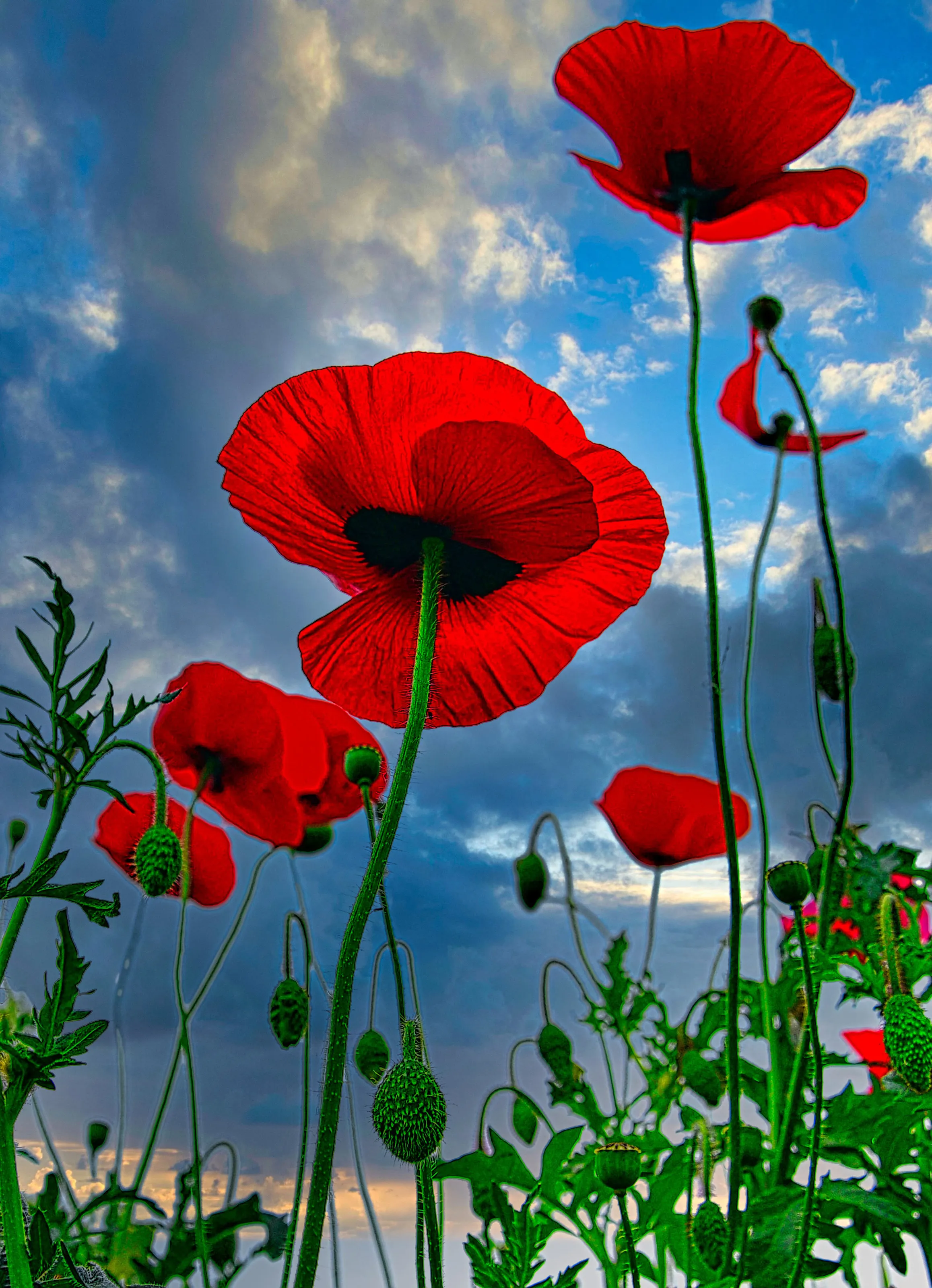 Red Poppies in the Wild (no people)
