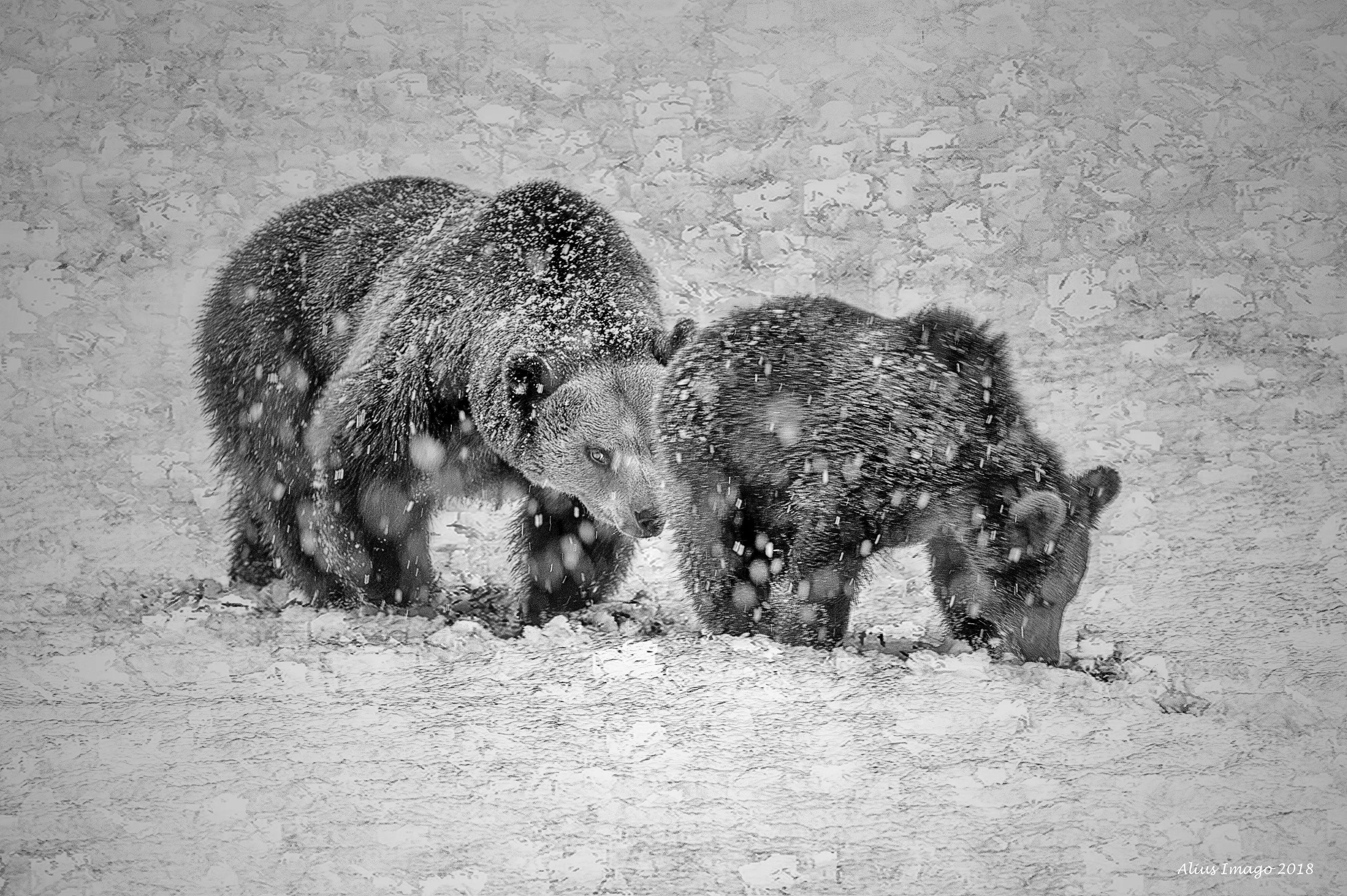Bears in Natural Habitats (no toys or zoo animals)