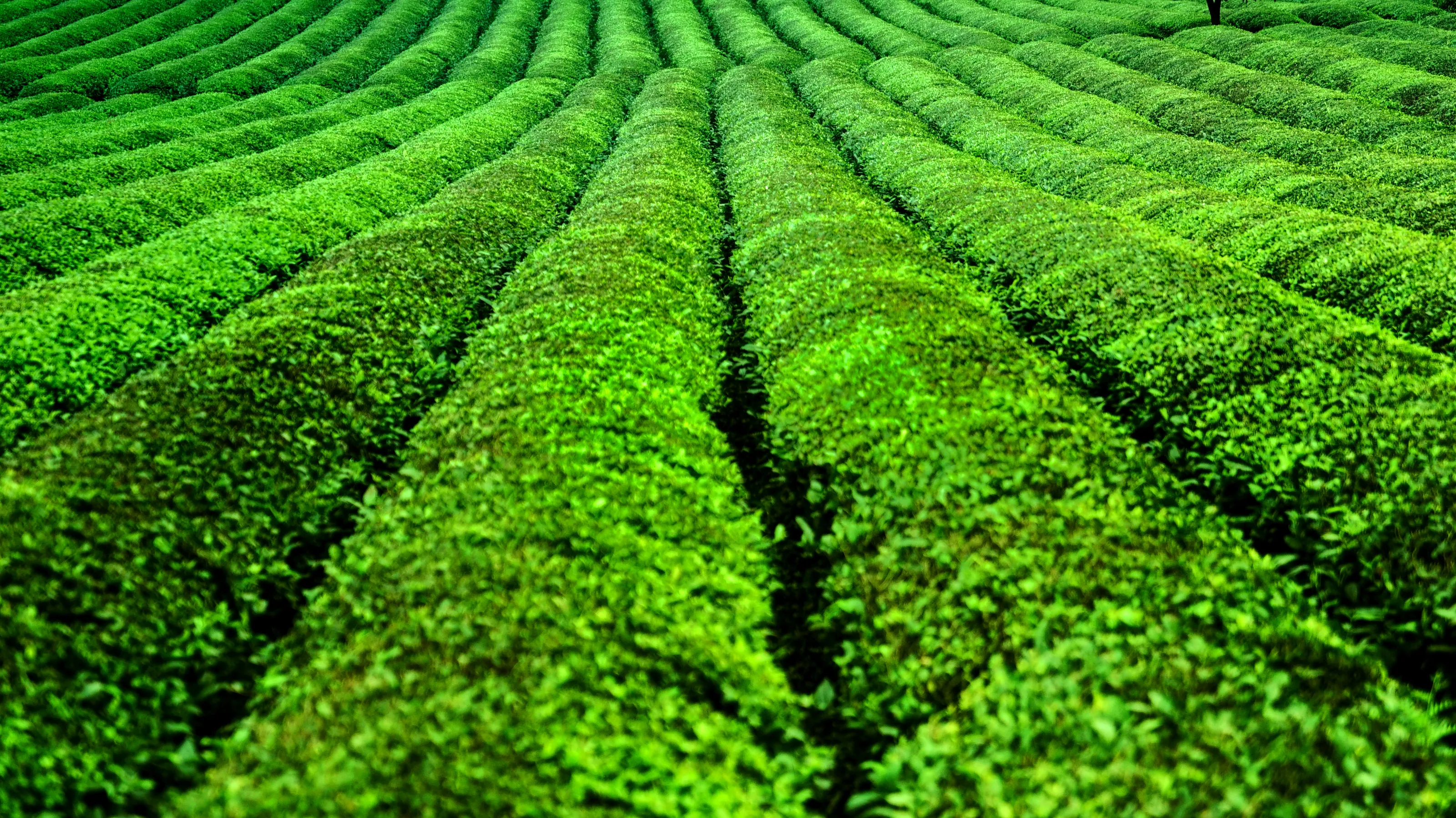 Green World