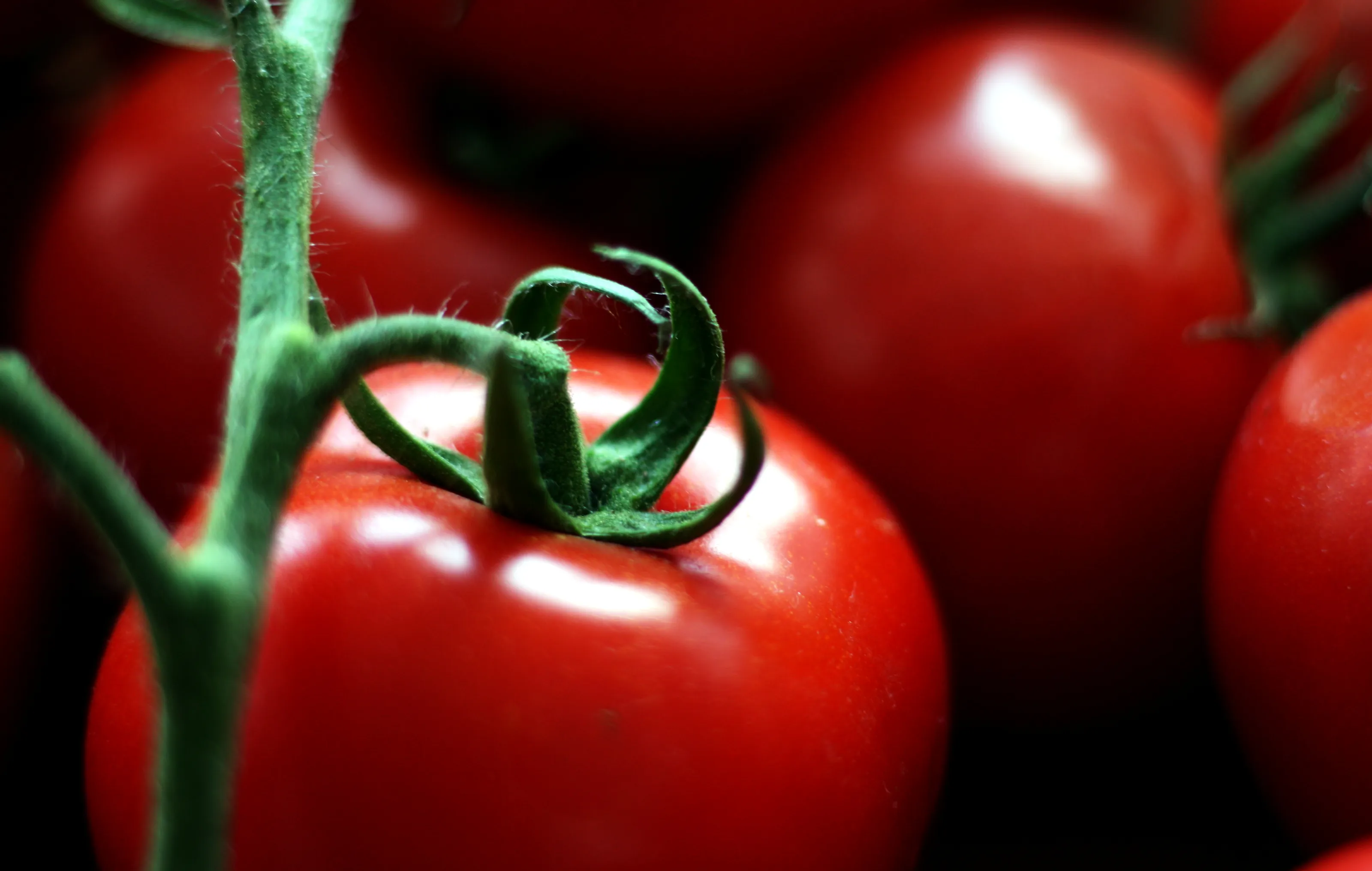 Uncooked Tomatoes