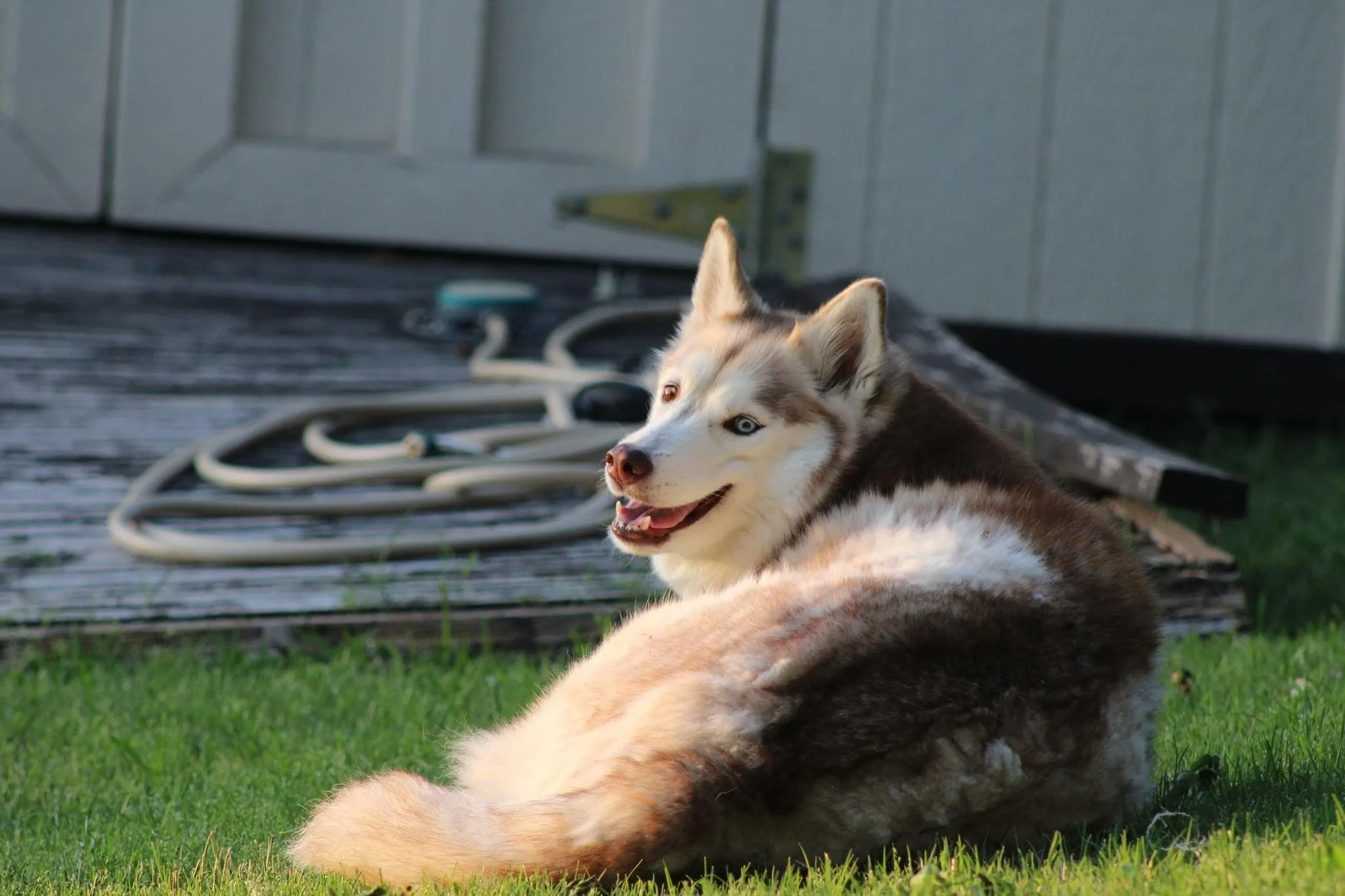 Canines