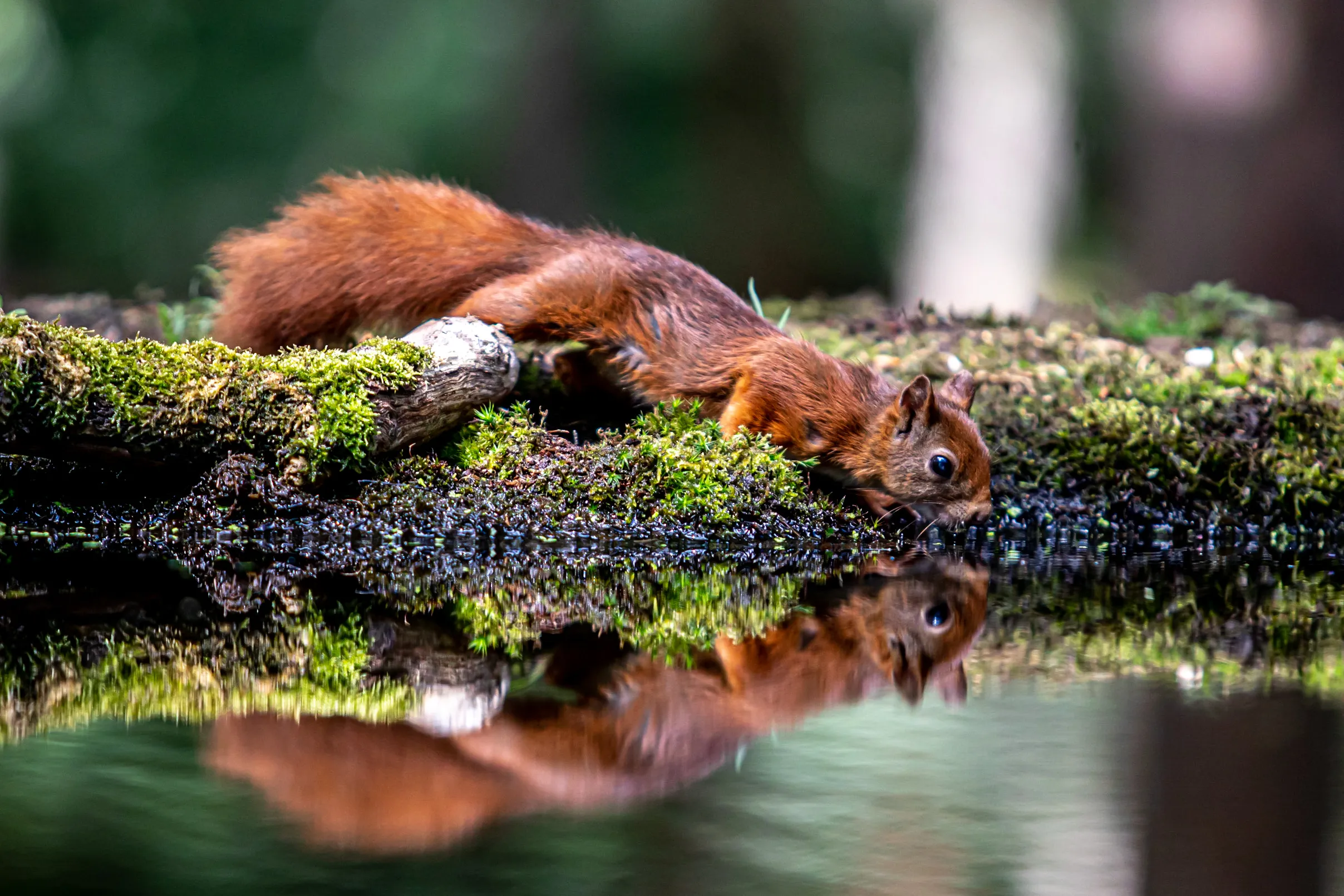 Water Reflections
