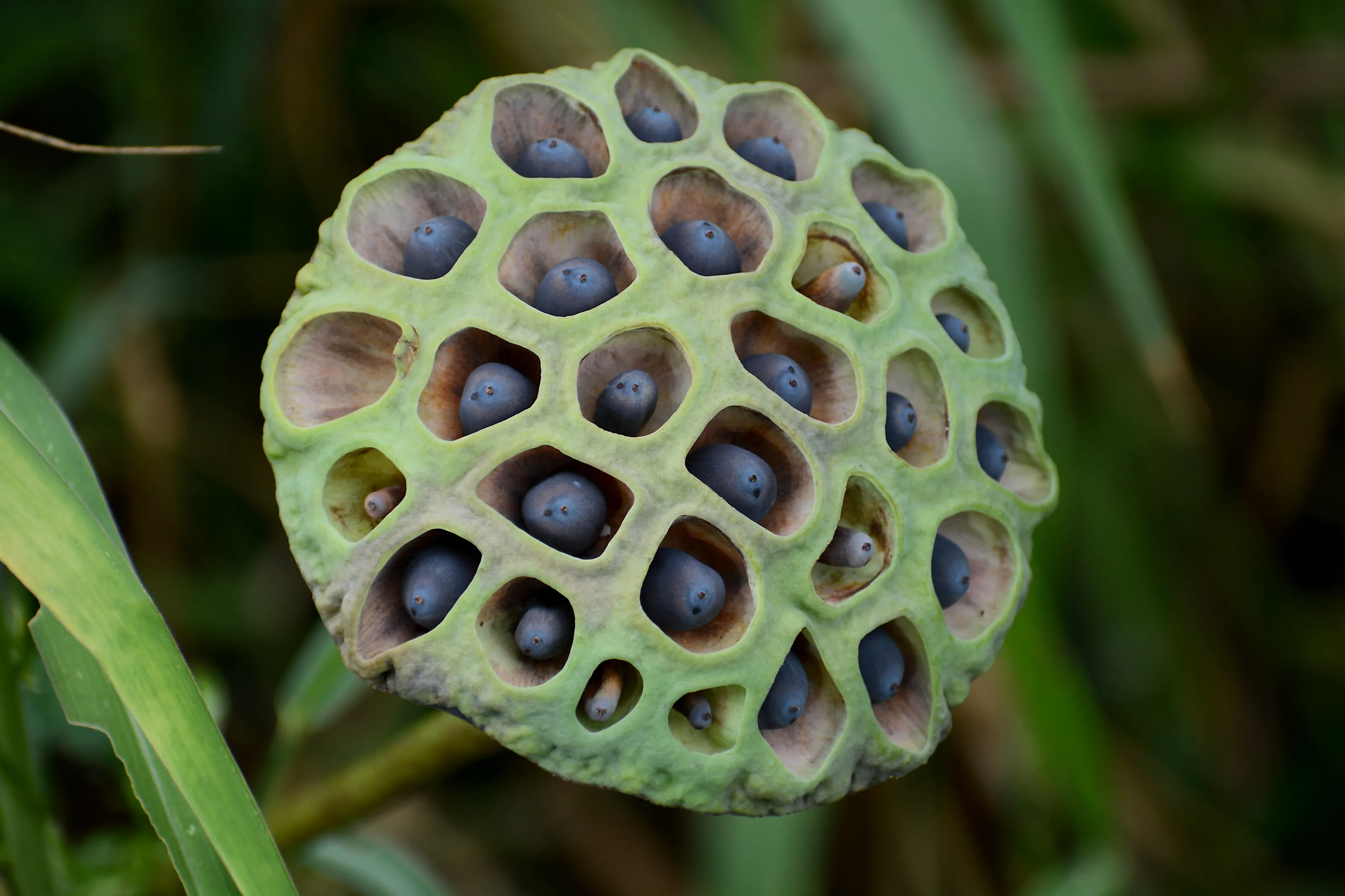 Clusters of Small Holes