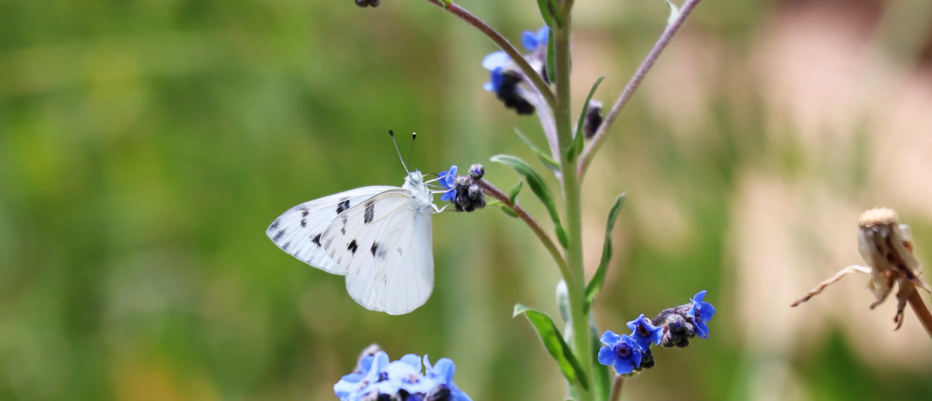White Butterflies (in colour)