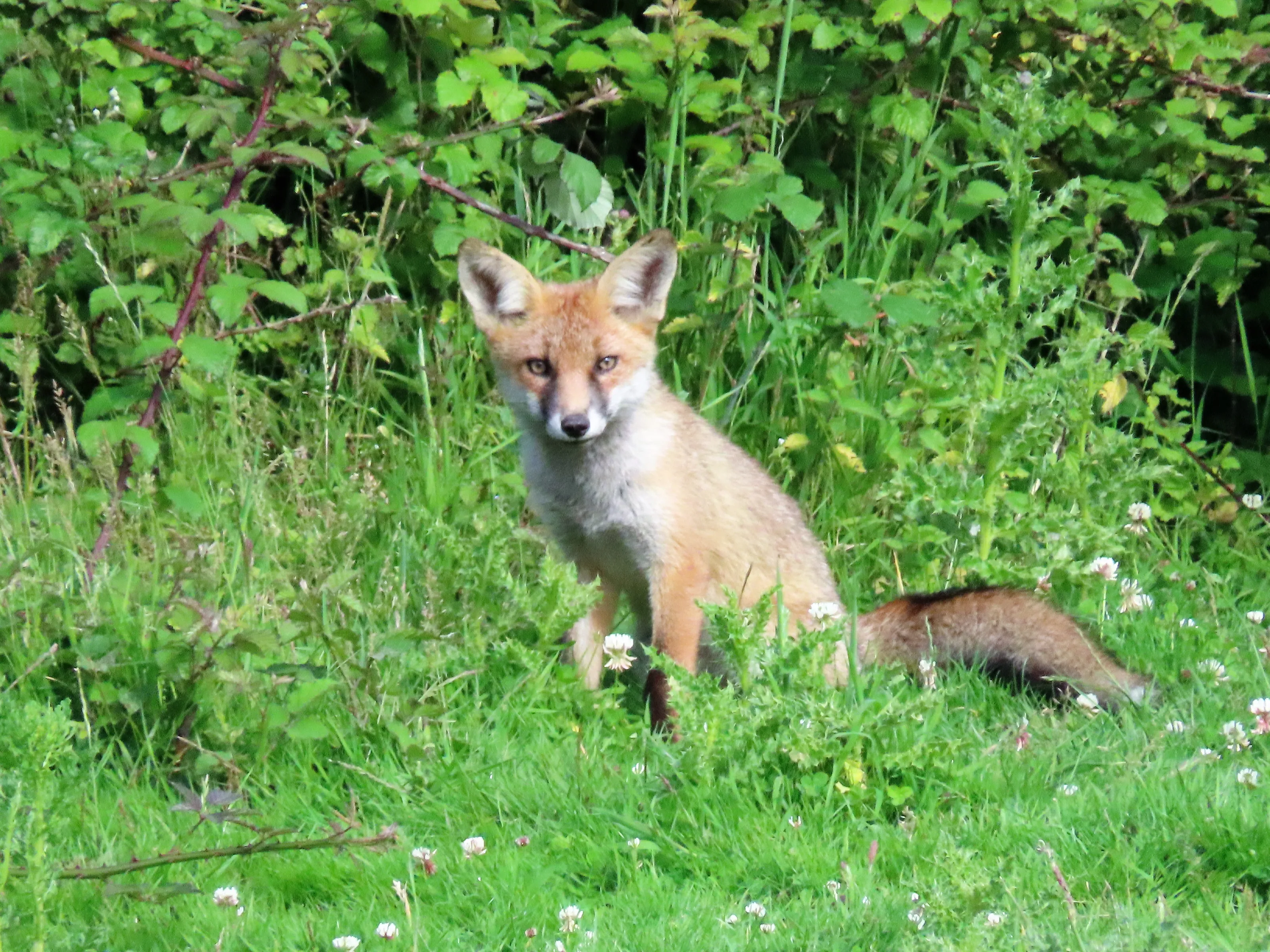 Foxes in the Wild