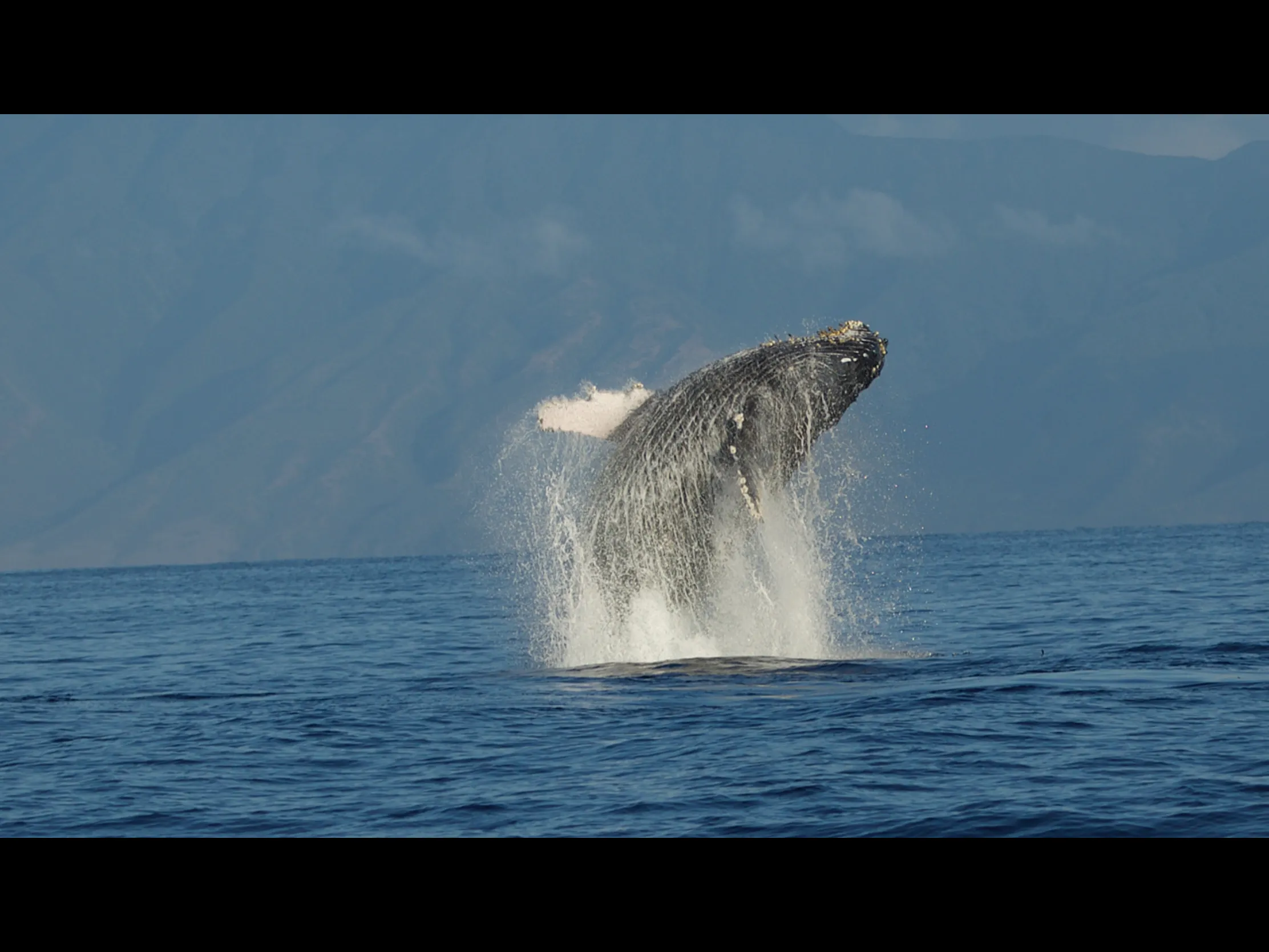 Whales and Dolphins