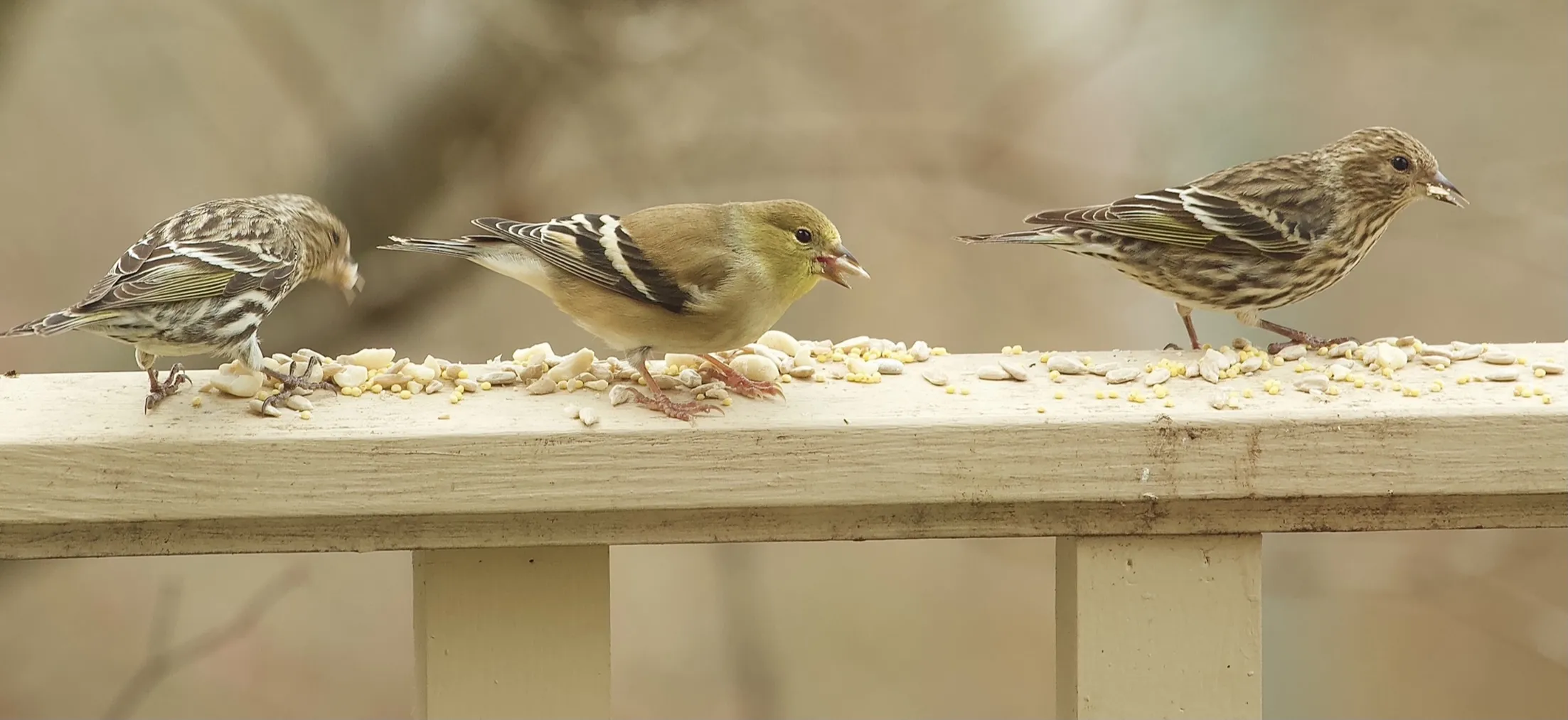 Birds With Food In Their Mouths