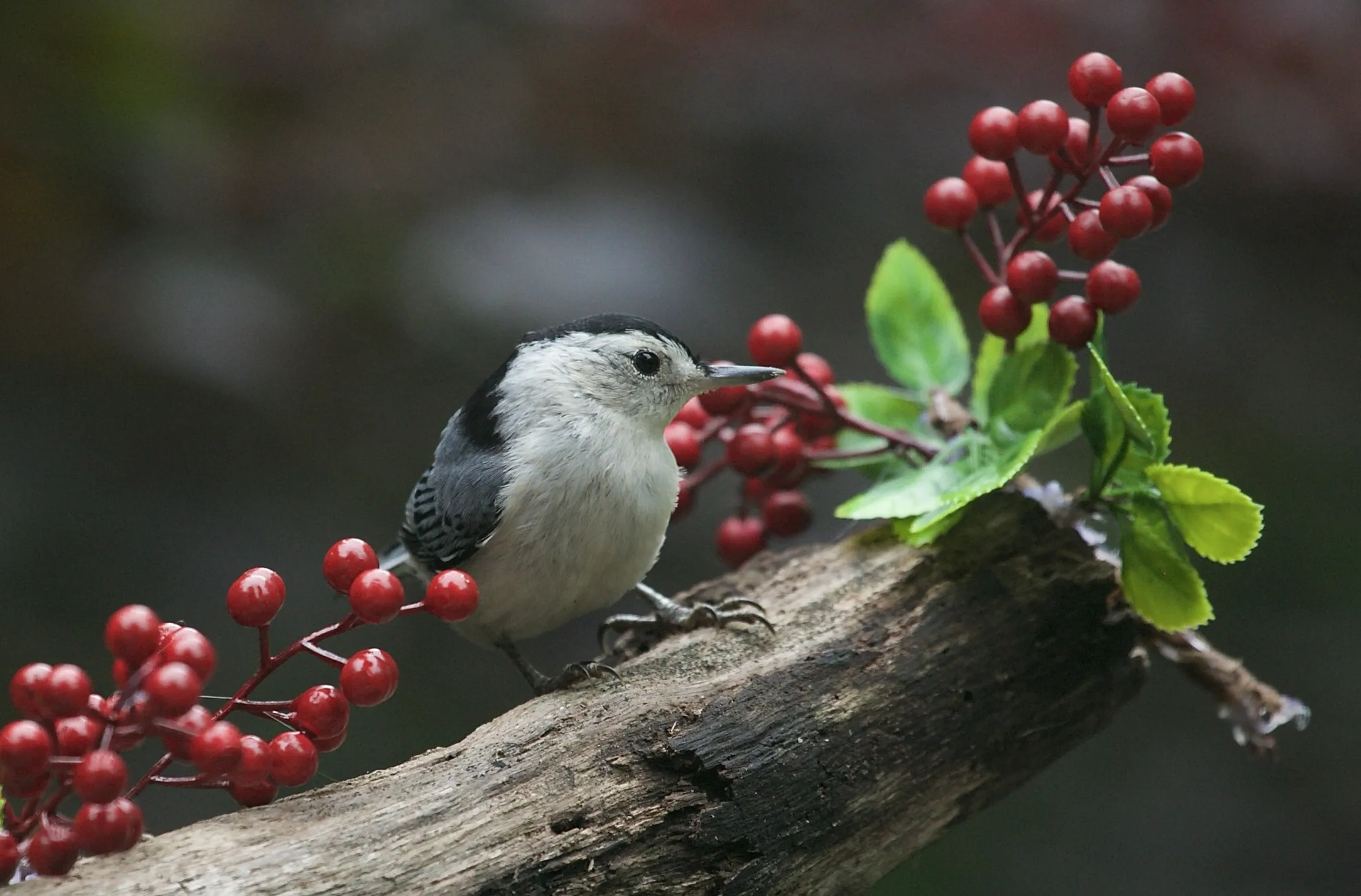Backyard/Garden Birds