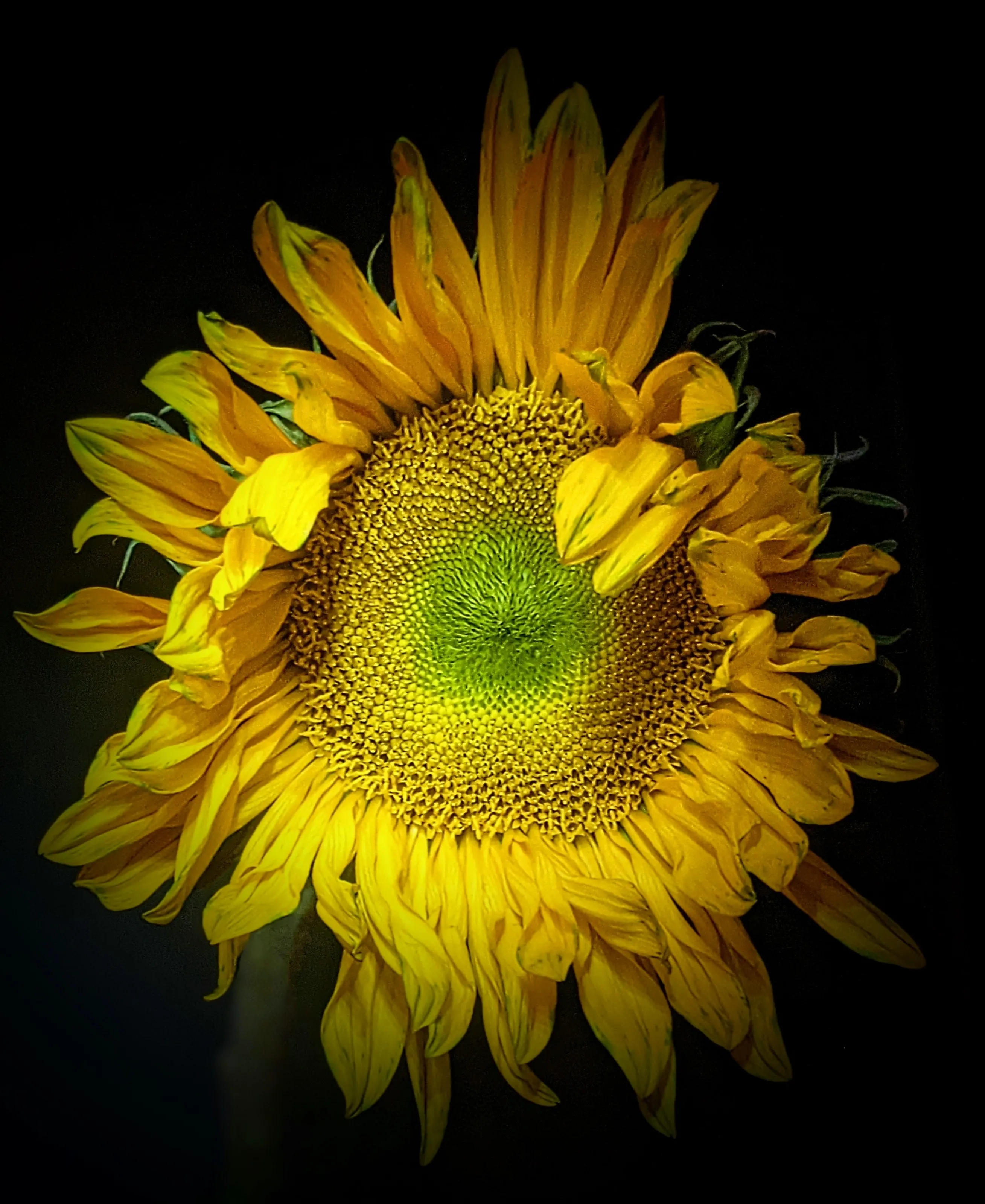 Sunflowers (no insects or people)