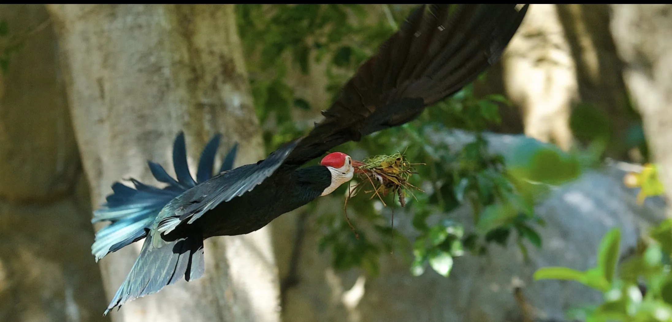 Birds Building Their Nests (in colour)