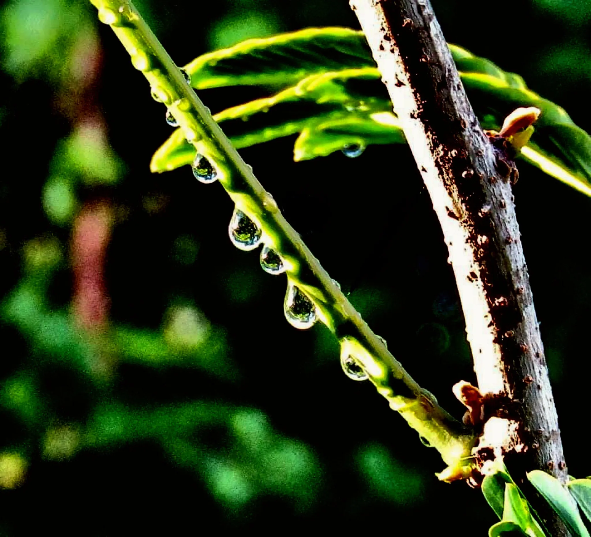 Waterdrops in Nature